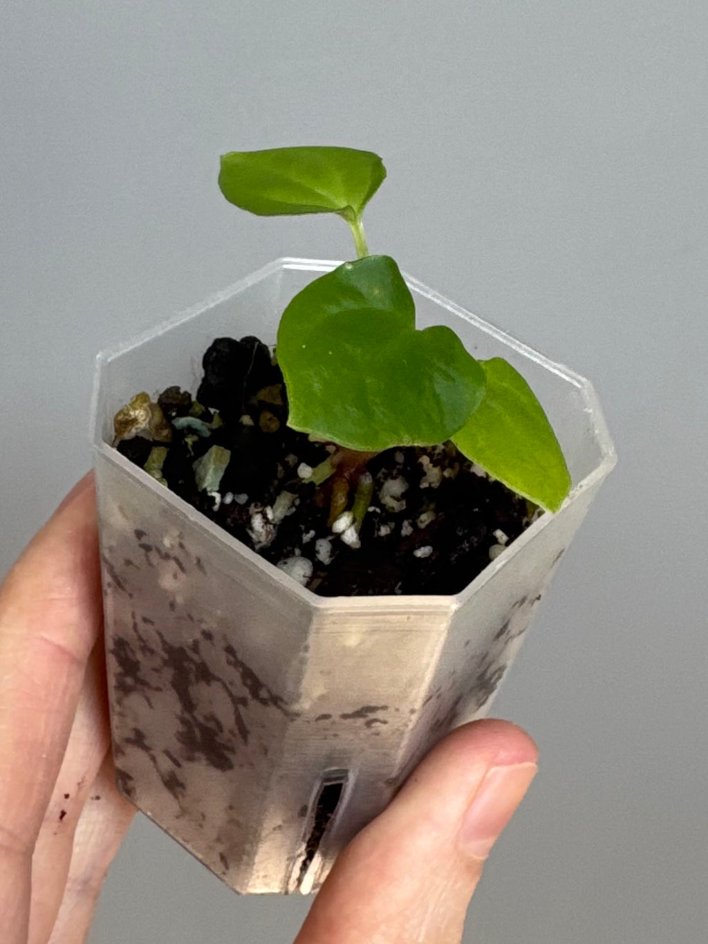 Anthurium BVEP x (Red Crystallinum x BVEP) (by 4aroids)
