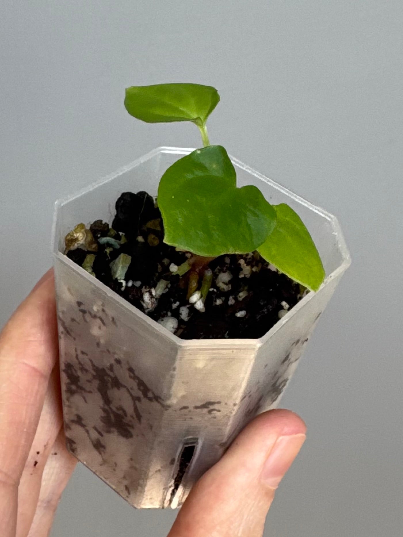 Anthurium BVEP x (Red Crystallinum x BVEP) (by 4aroids)