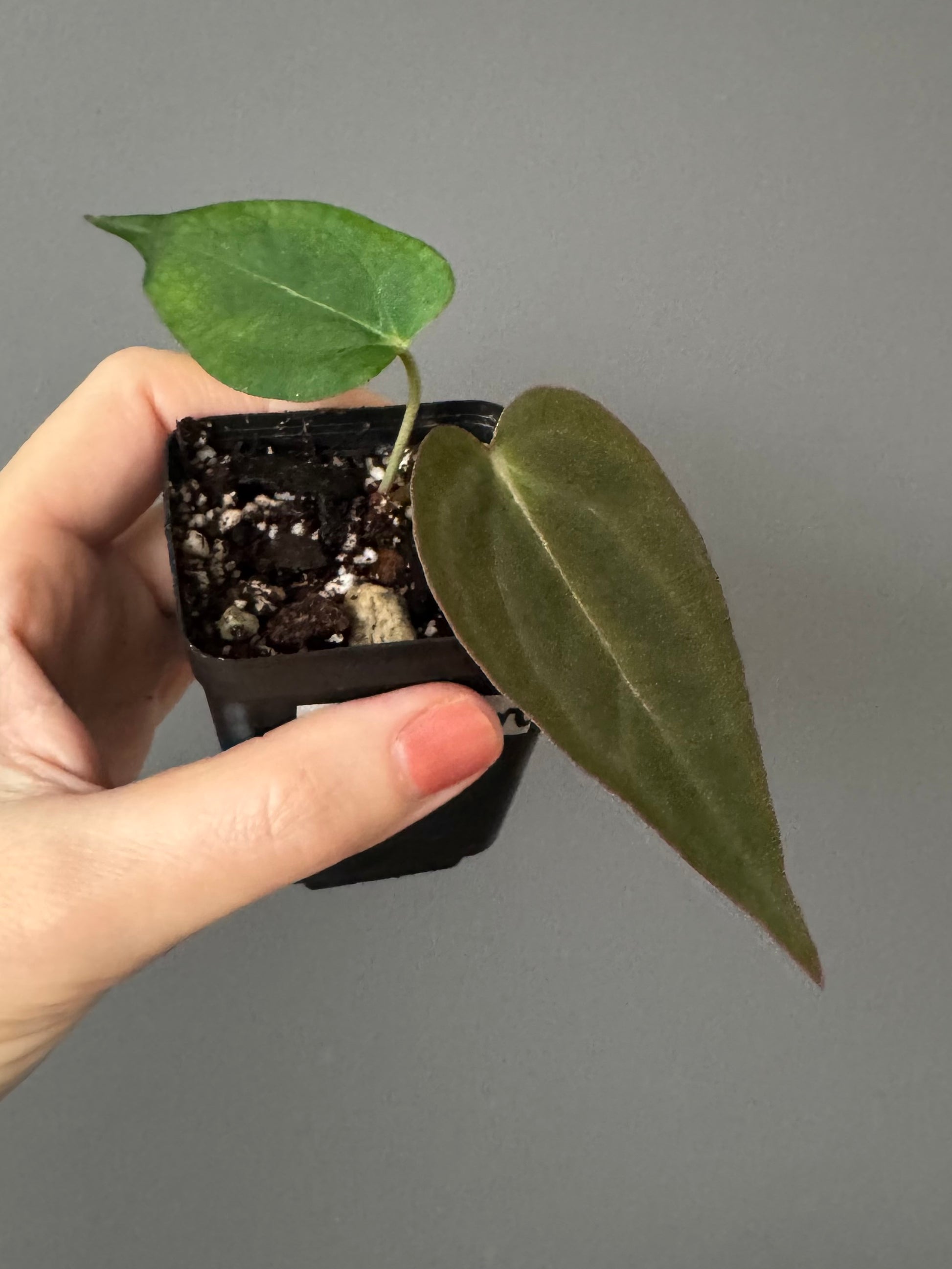 Crystallinum X (Red Crystallinum x NSE Portillae)