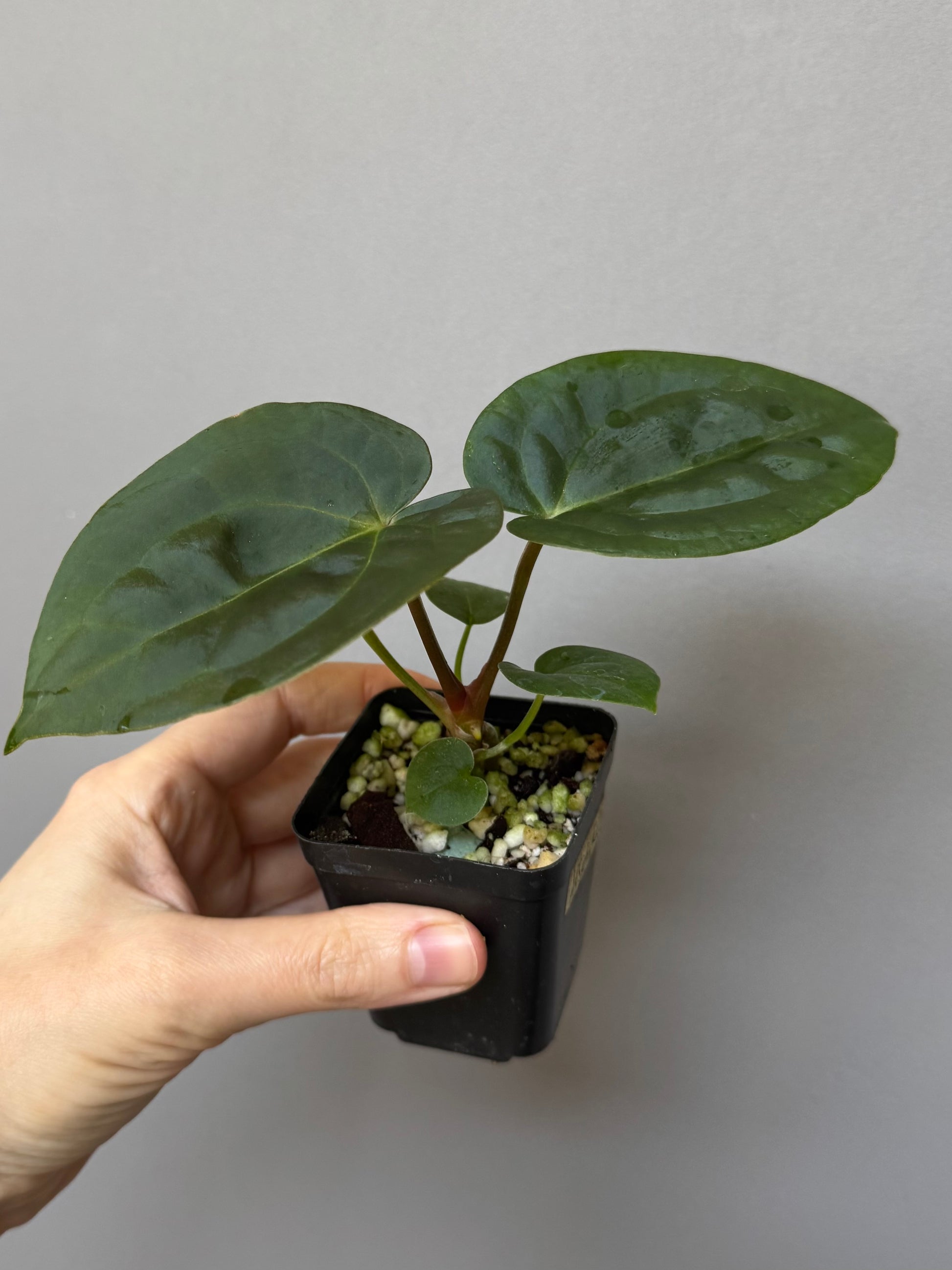 Anthurium (AOS x forgetii) x (NSE Red Crystallinum x Carlablackiae)