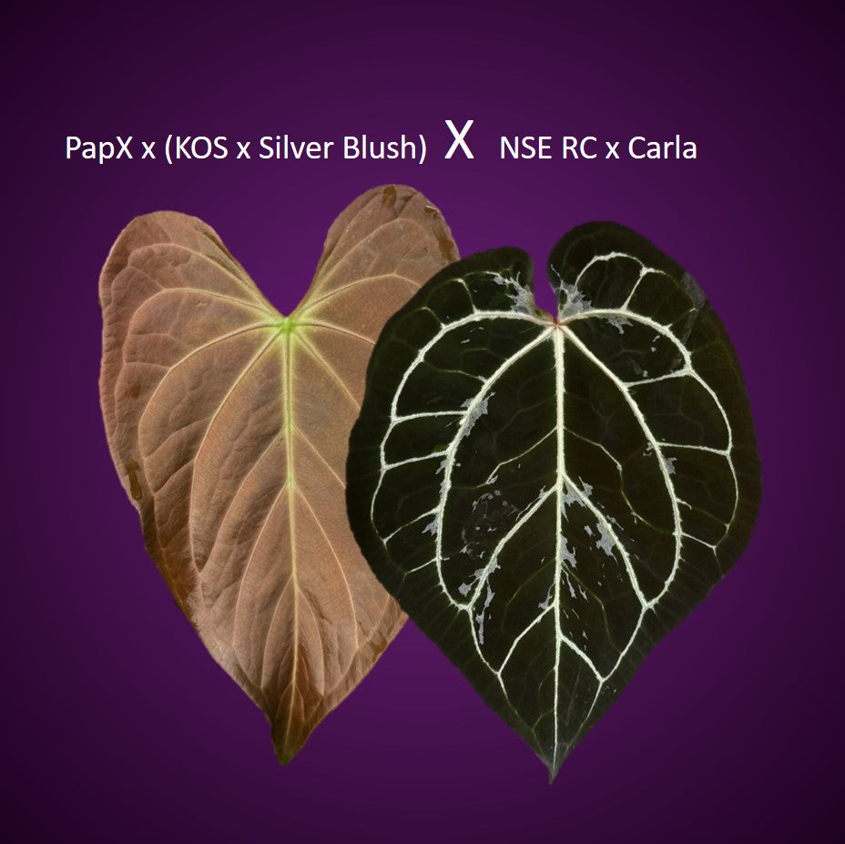 Anthurium (PapillilaminumX x (KOS x Silver Blush)) X (NSE Red Crystallinum x carlablackiae)