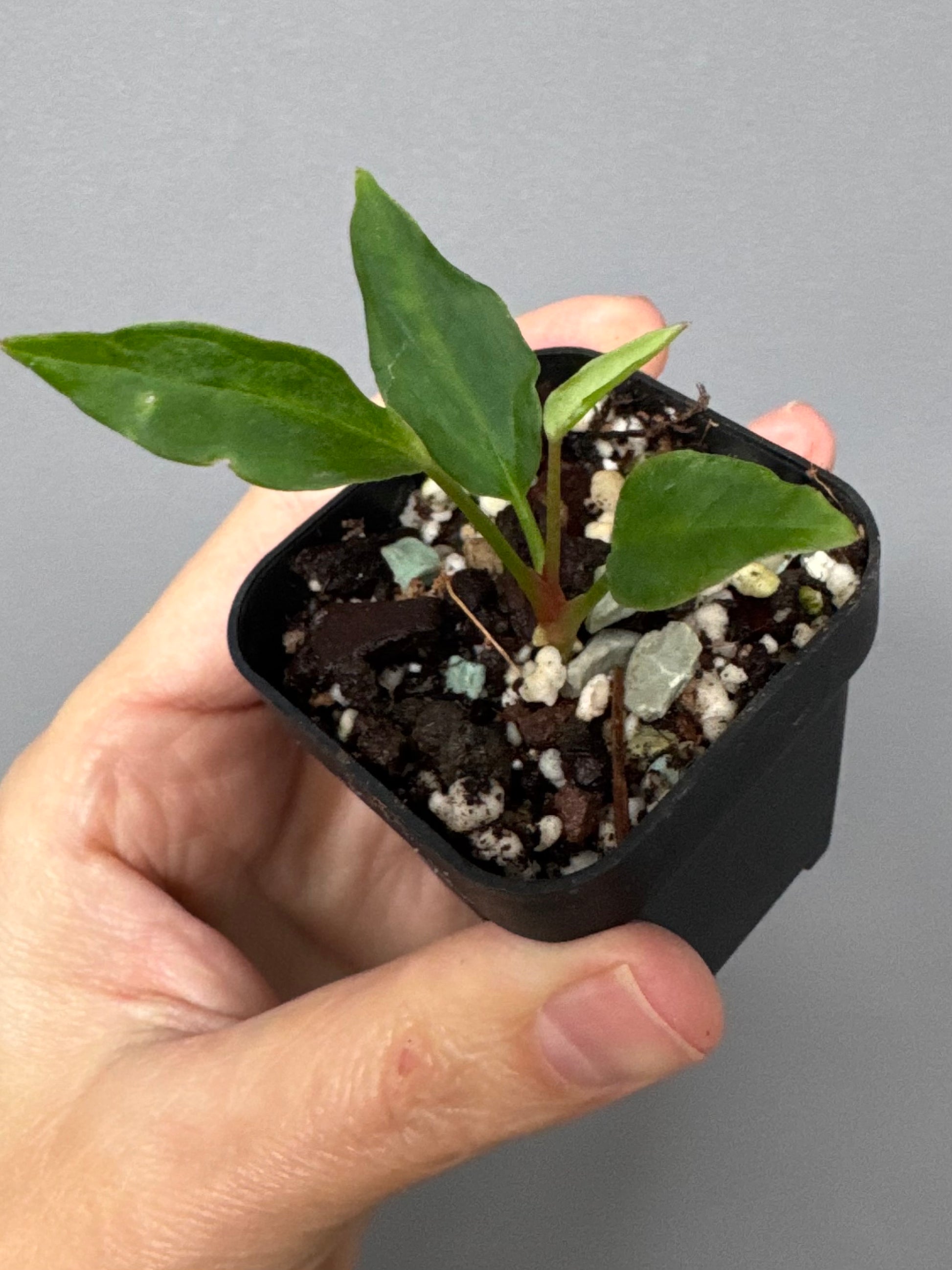 Anthurium ((magnificum x crystallinum) x NoID) X Papillilaminum - Mutation 2