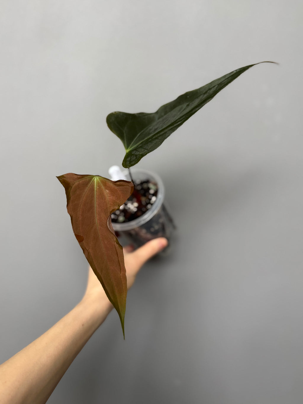 Anthurium Subsignatum Velvet x Ralph Lynam clone (#1)