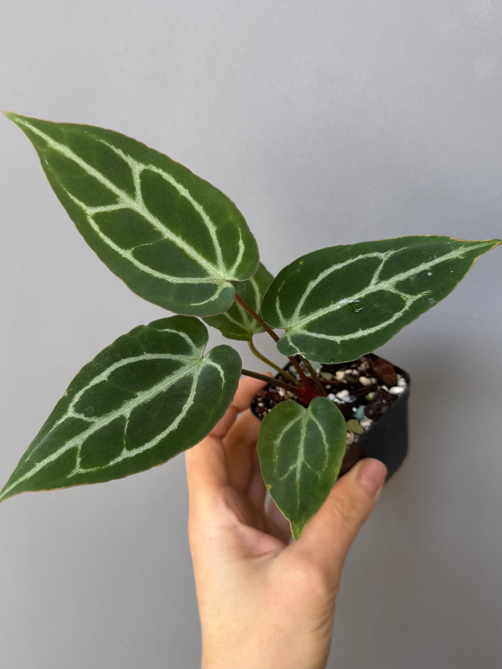 Anthurium crystallinum x (NSE Red Crystallinum x Carlablackiae)