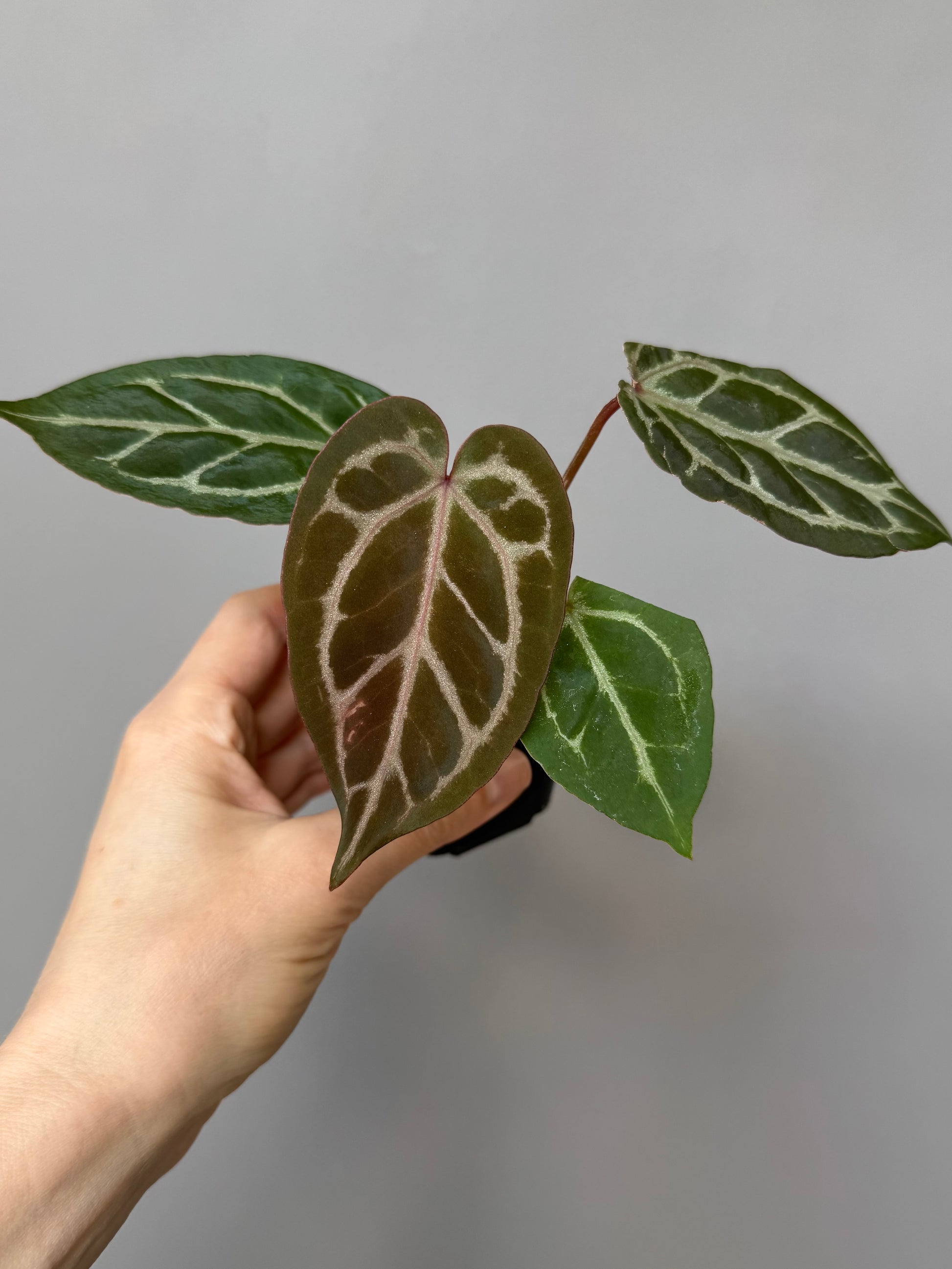 Anthurium Silver Blush x Michelle