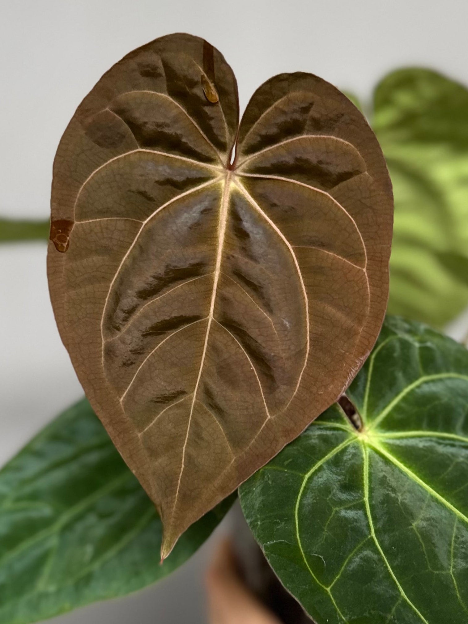*NEW* Anthurium (Carla x Kunayalense #1) x (RLFS x Mr. Worldwide)