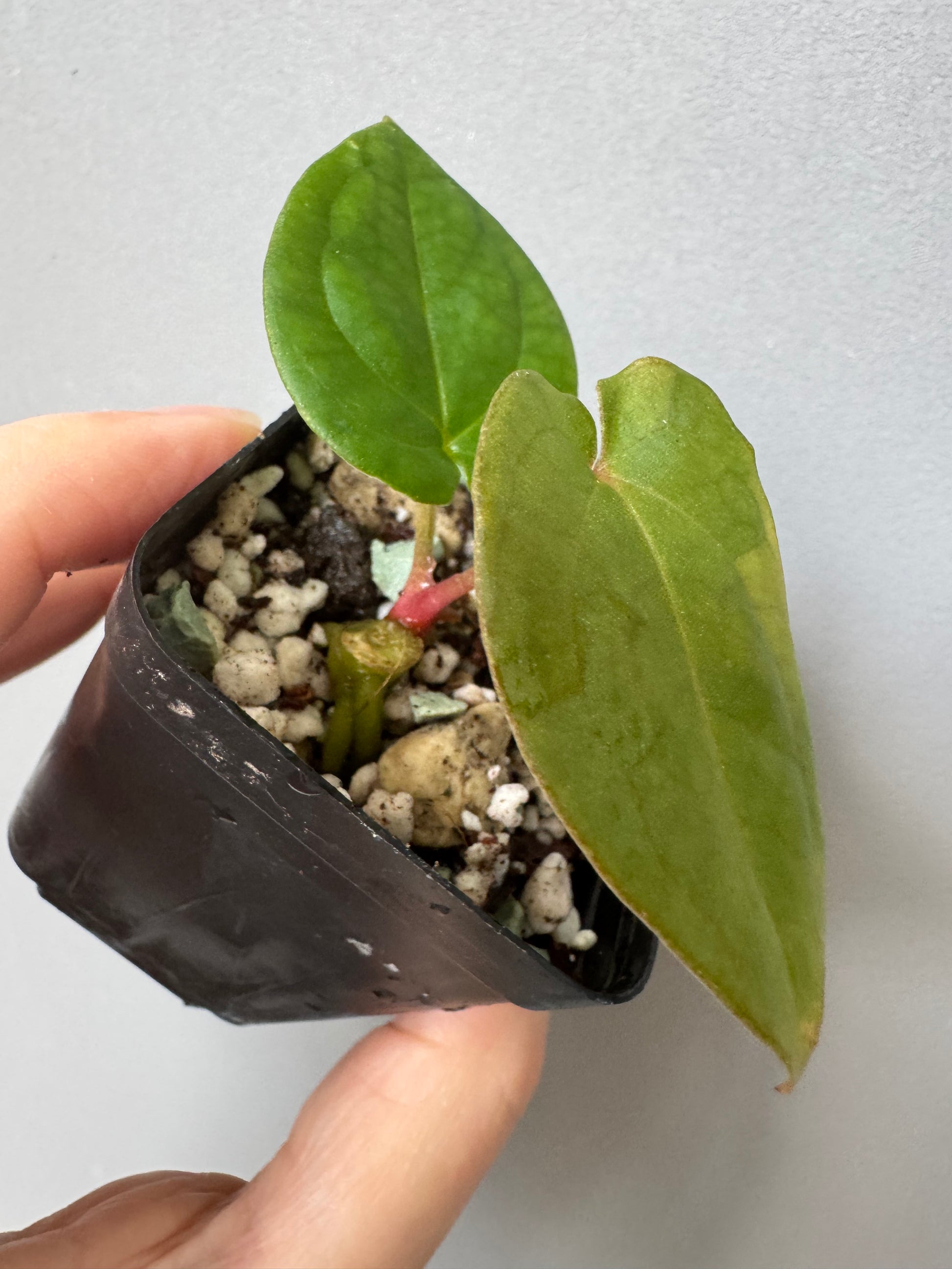 Anthurium (Crystallinum chocolate x BVEP) x BVEP OG1