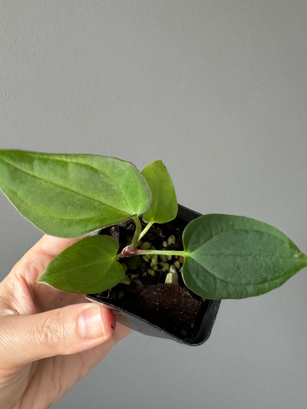 Anthurium BVEP x (Red Crystallinum x BVEP)