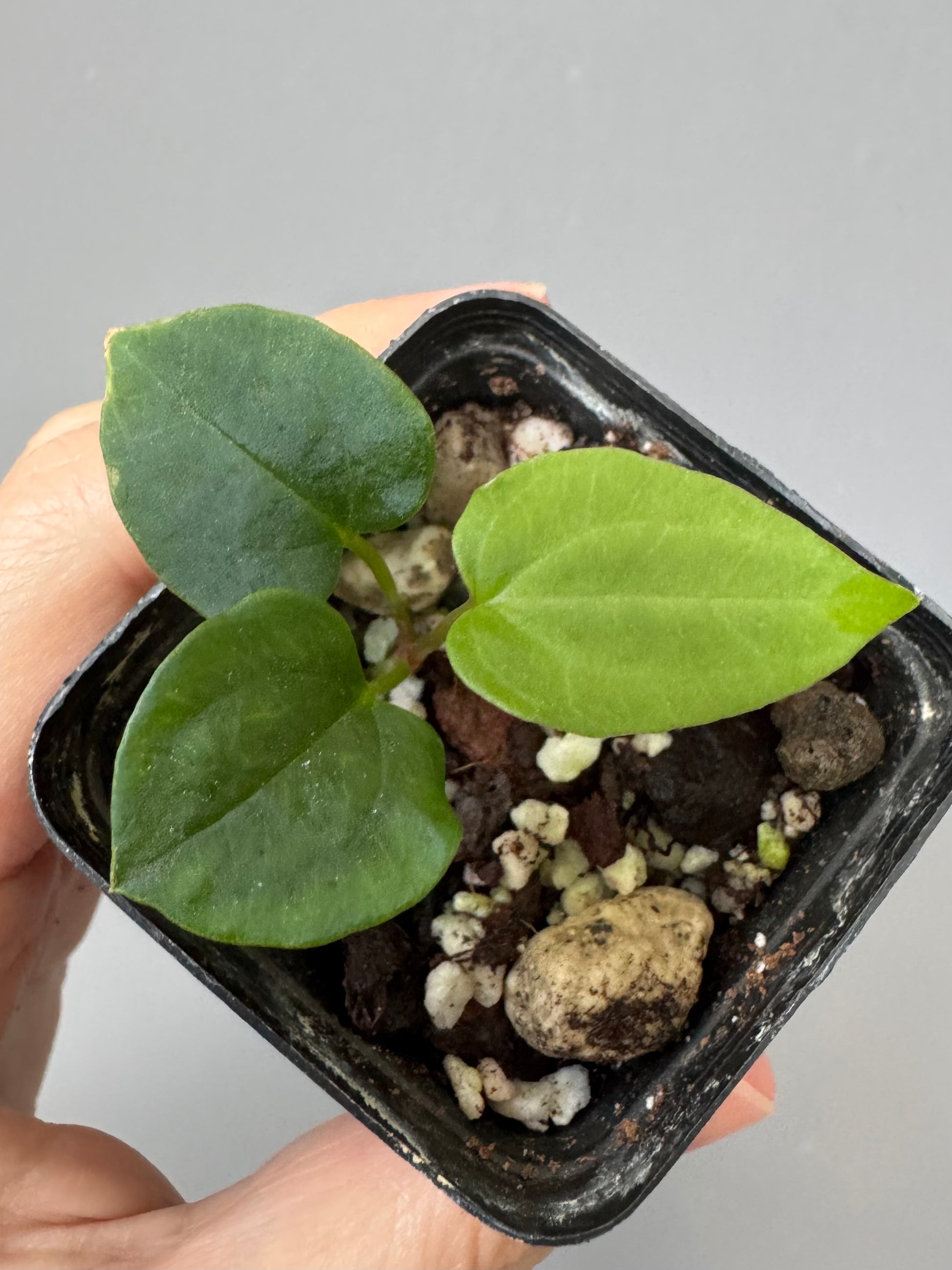 Anthurium papillilaminum ‚Fort Sherman‘ Klon (von abeliaplants)