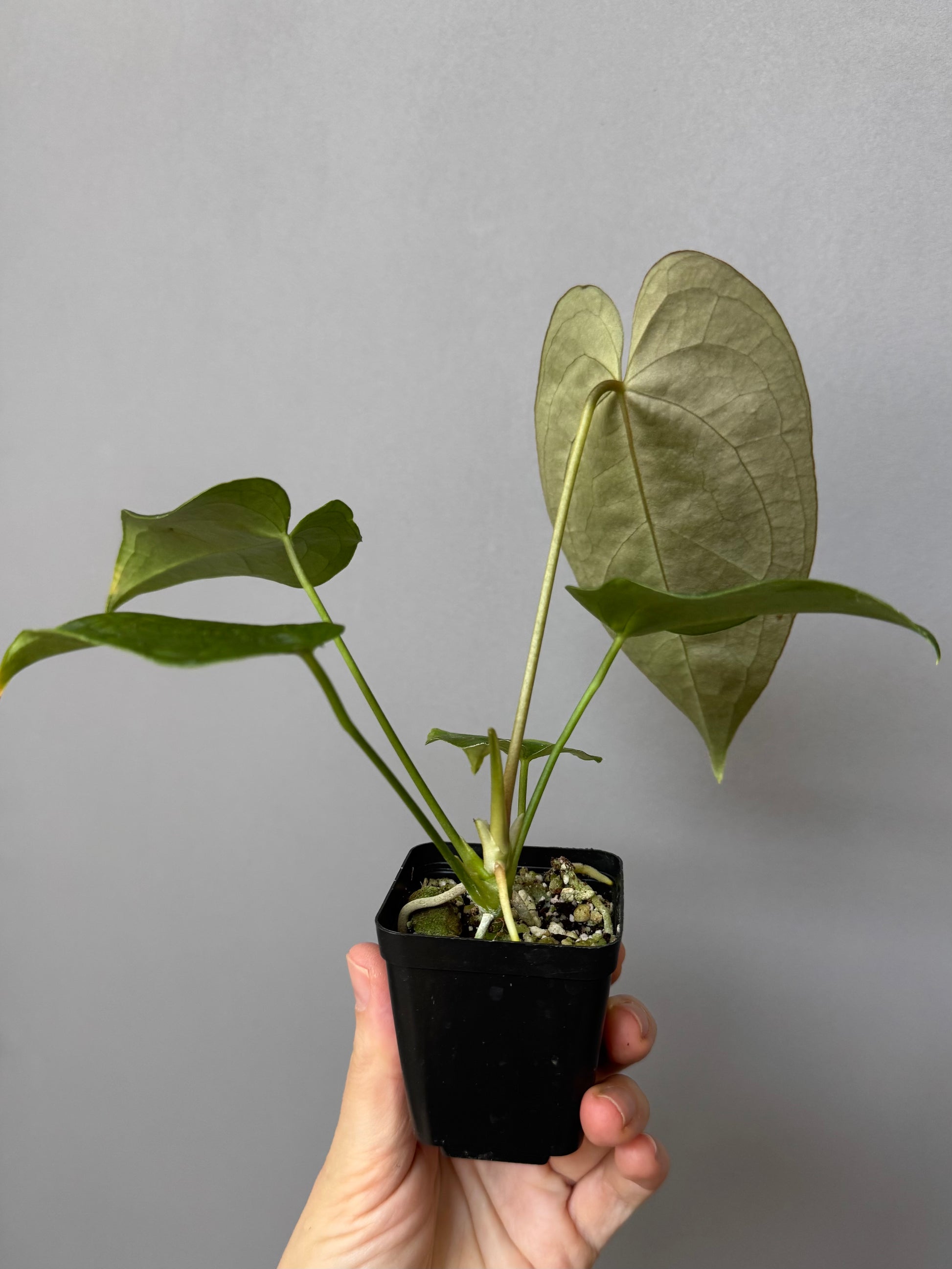 Anthurium Queen of Hearts x Besseae aff. OR forgetii (nordicplantdiary)