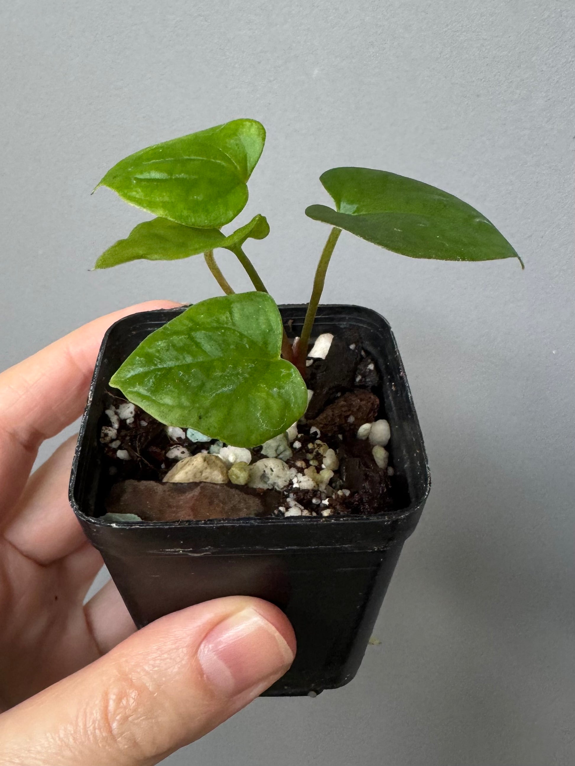 Anthurium papillilaminum Fort Sherman x RVDP (FSxRVDP)