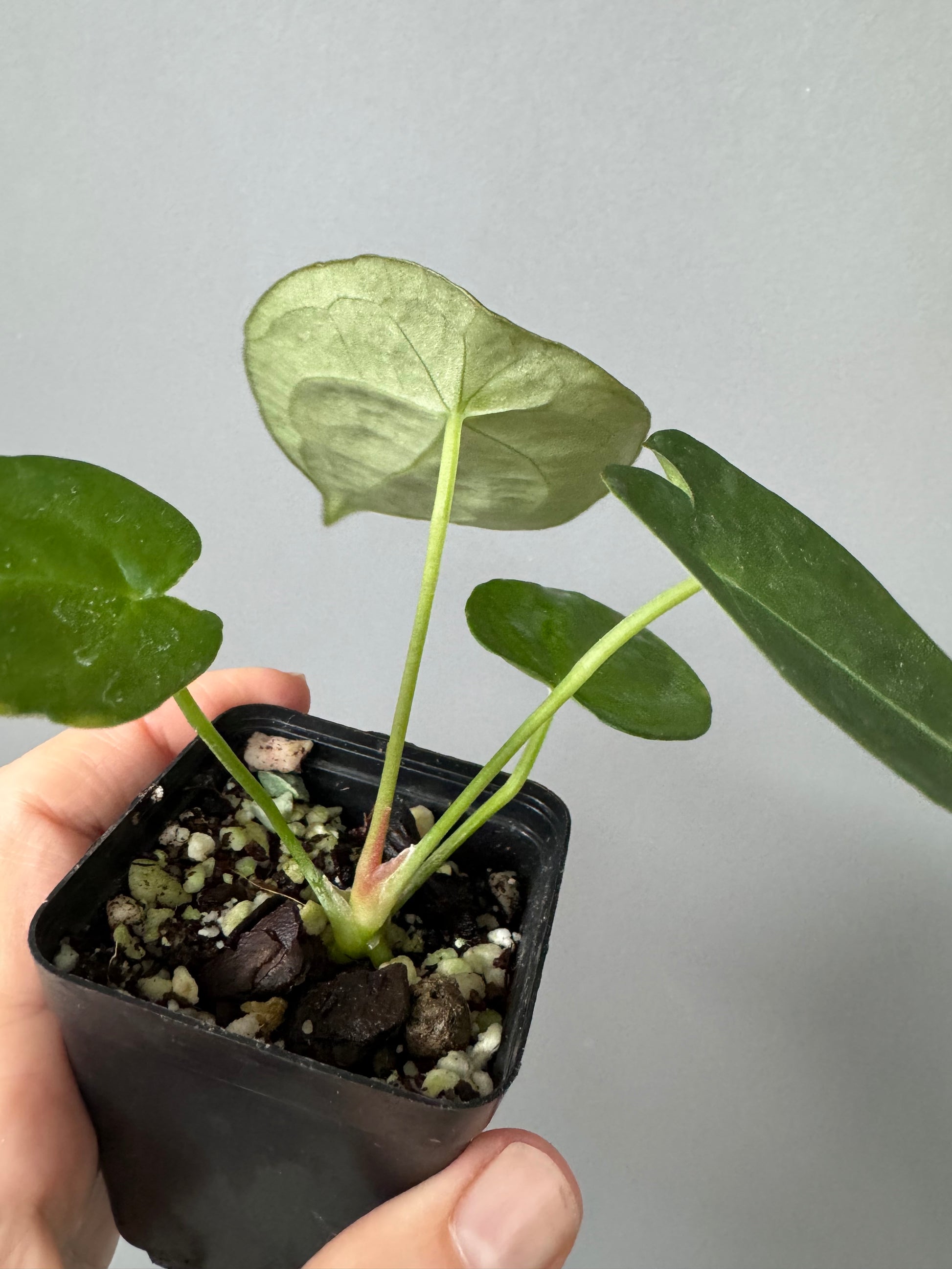 Anthurium forgetii (White Stripes x Dark Form)