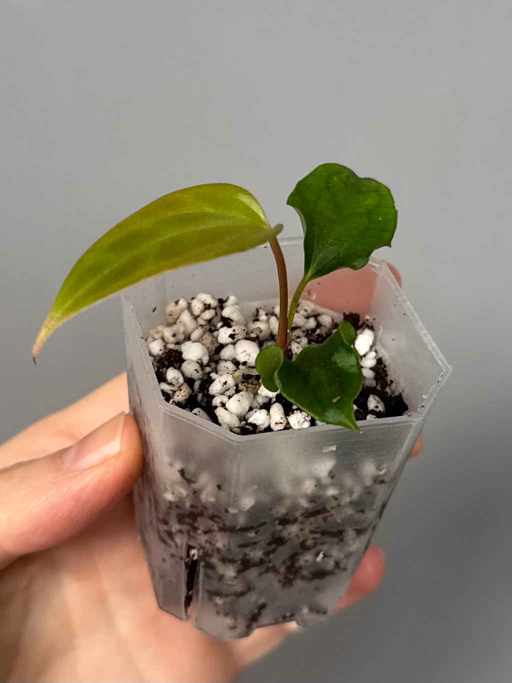 Anthurium Subsignatum Velvet x Ralph Lynam clone (#1)