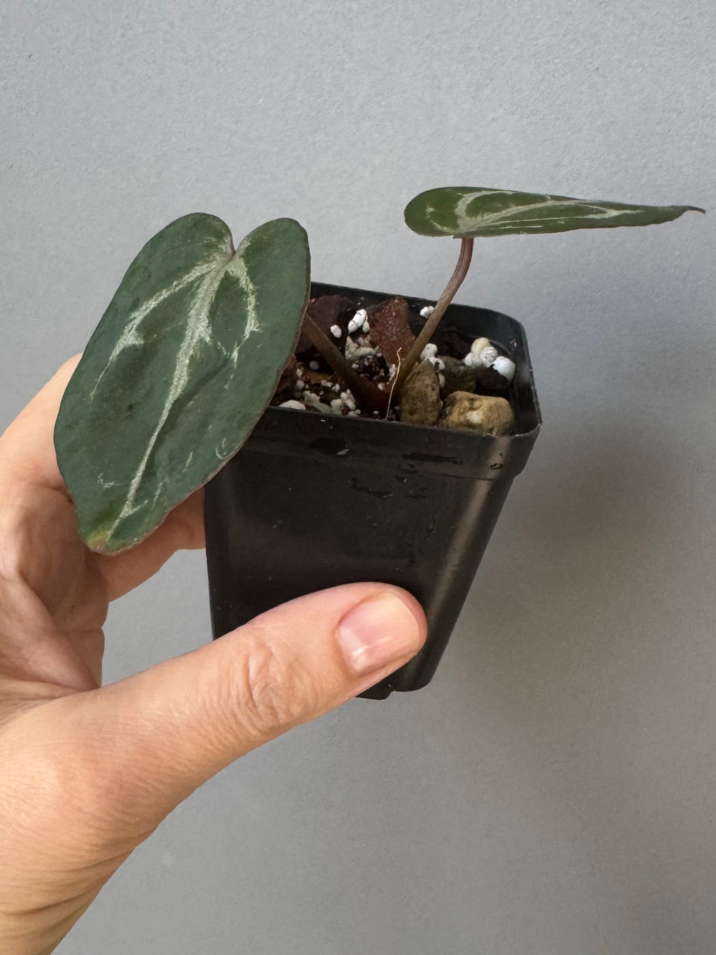 Anthurium Michelle