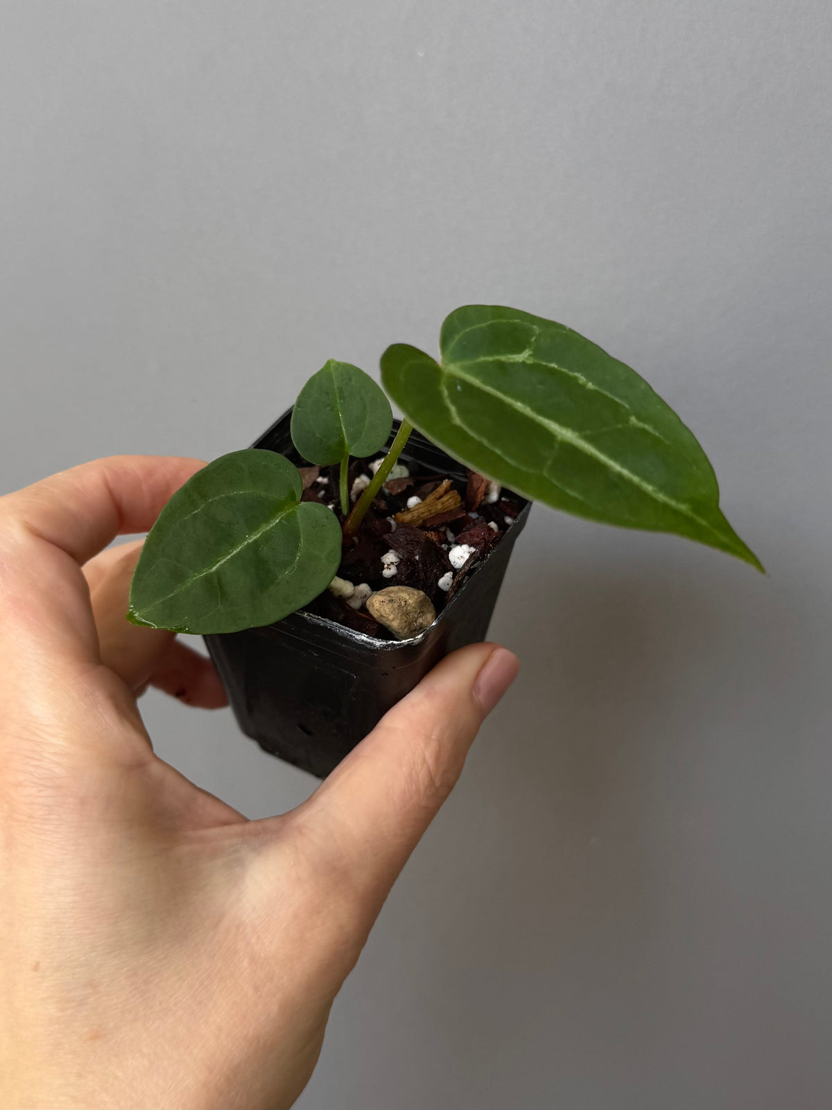Anthurium Crystallinum x (Crystal Select Color x Michelle)