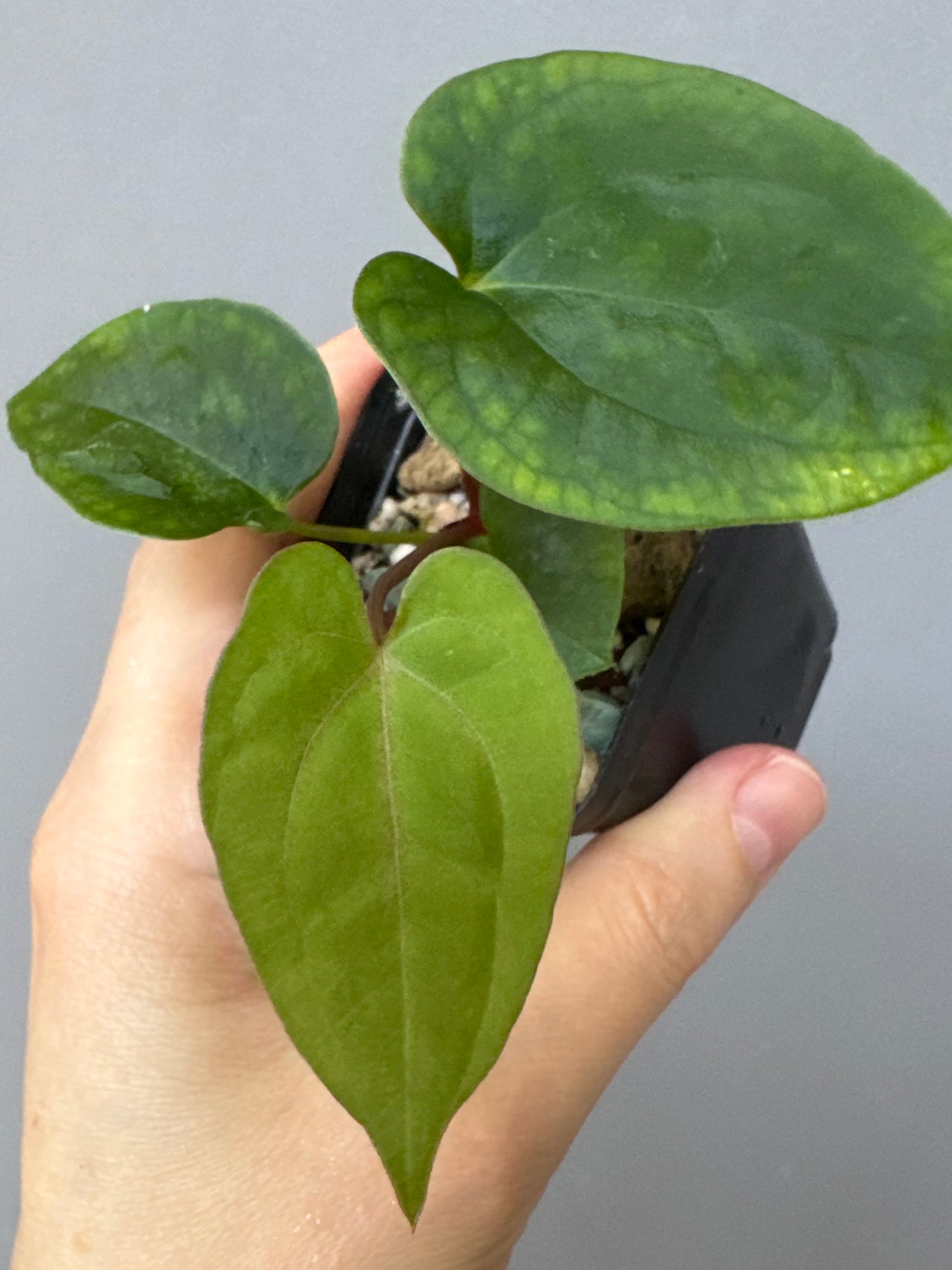 Anthurium Papillilaminum x FSxRVDP