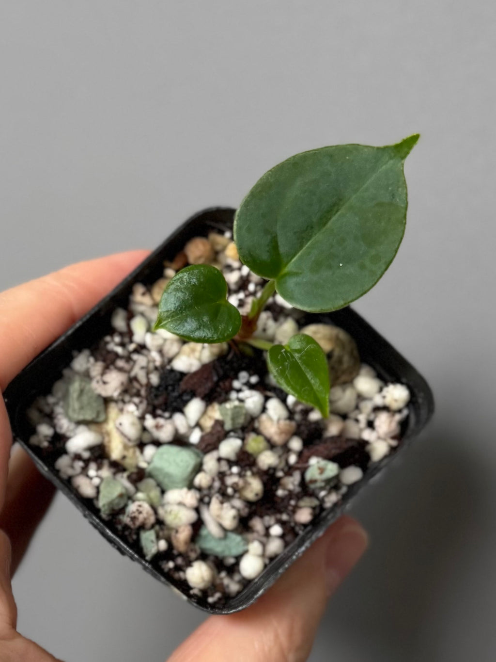 Anthurium PapillilaminumX x (KOS x Silver Blush)