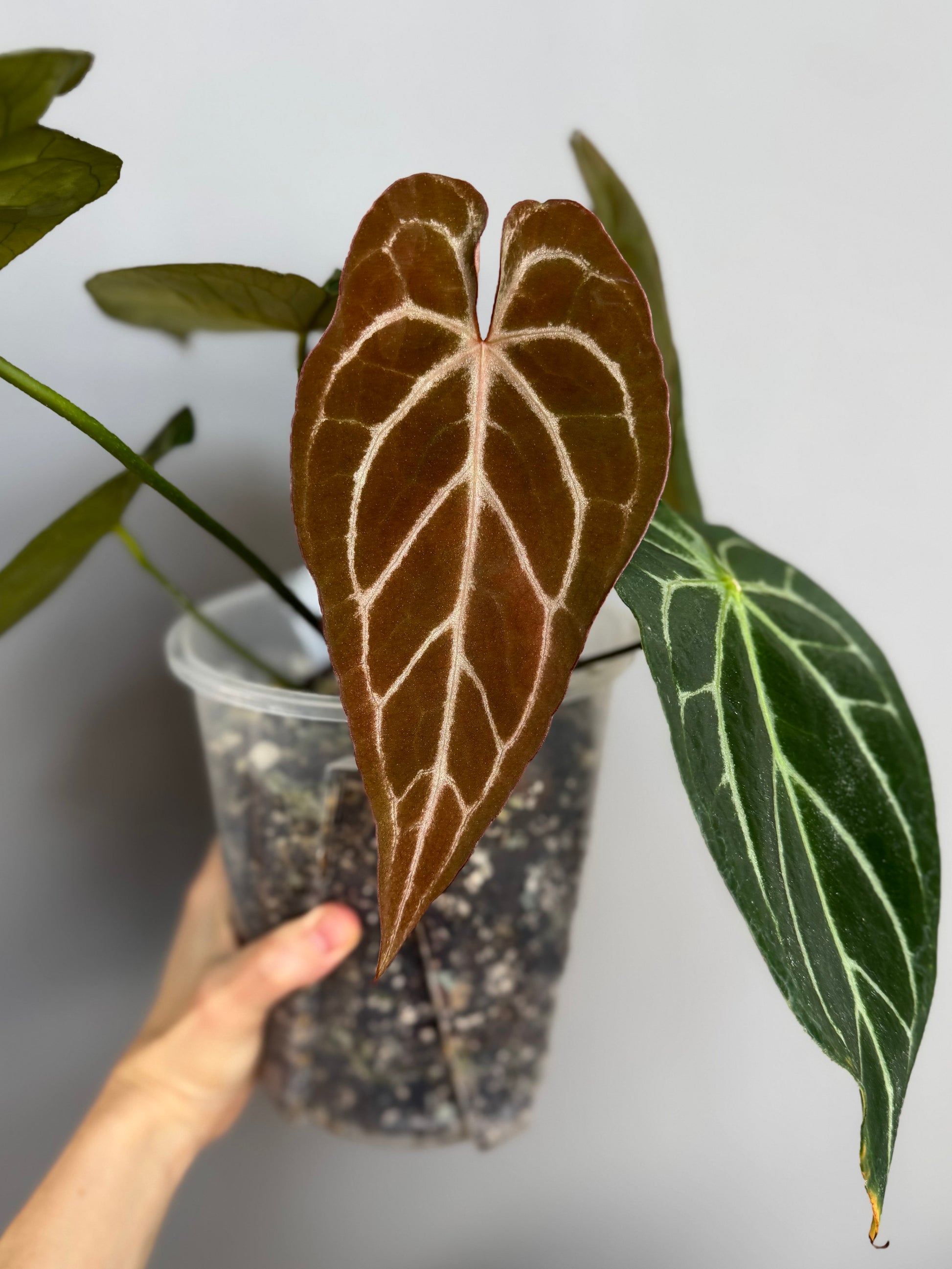 Anthurium crystallinumX
