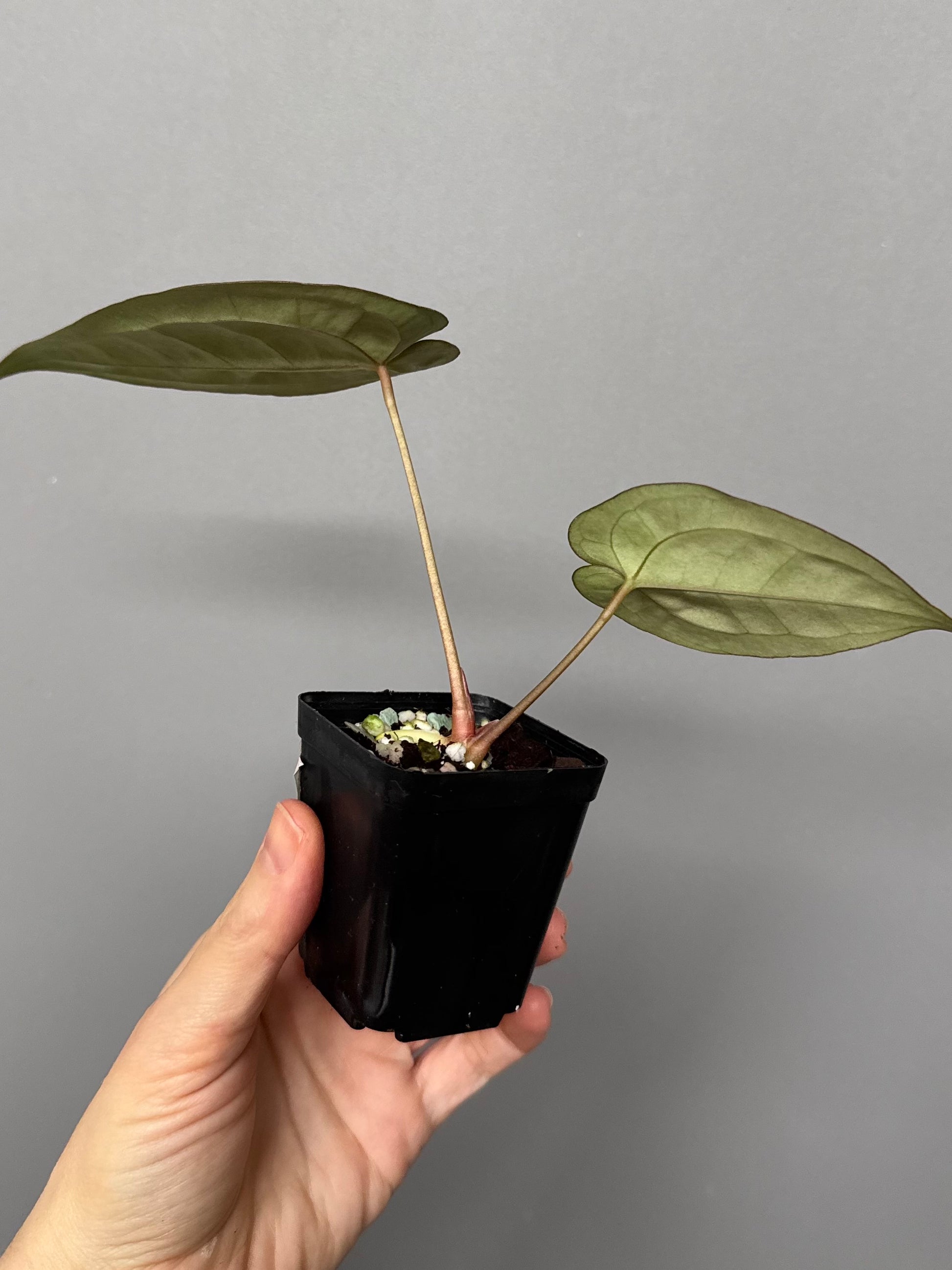 Anthurium papillilaminum x Michelle