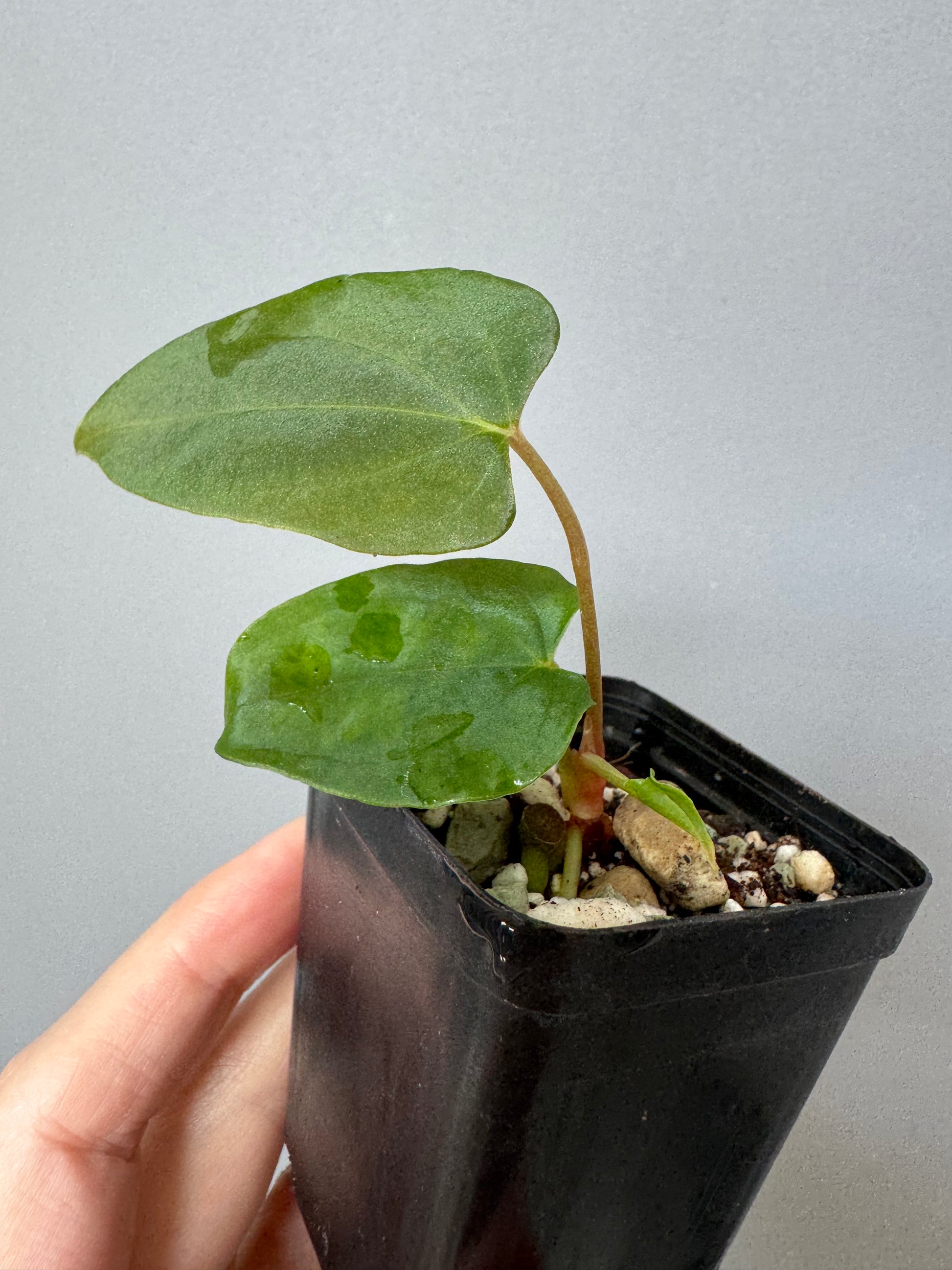 Anthurium papillilaminum Fort Sherman x Ralph Lynam (Jay Vannini clone)