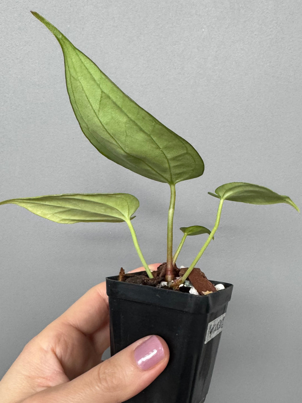 Anthurium (KOS x Silver Blush) x PapillilaminumX