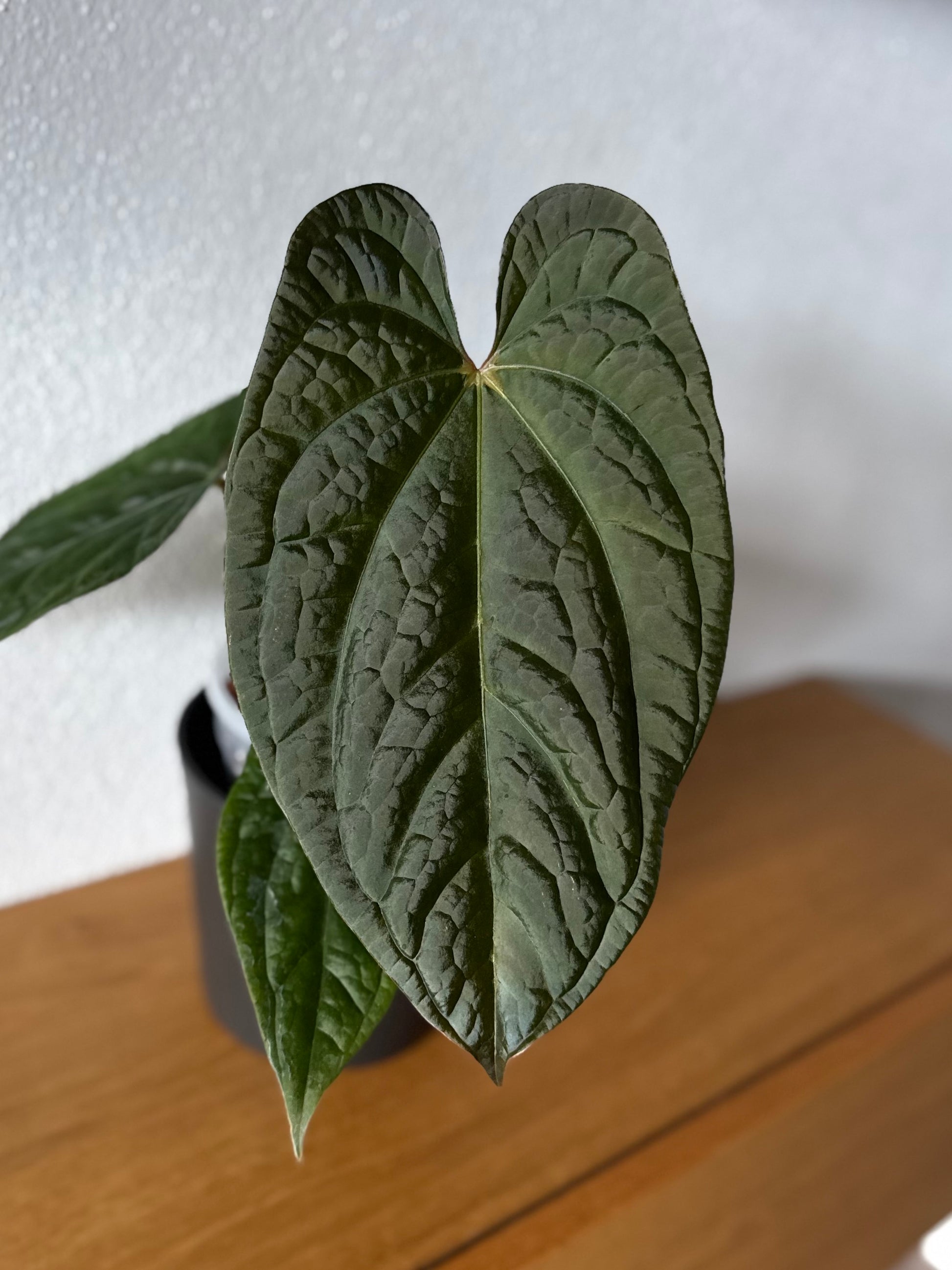 Anthurium BVEP x luxurians (Scott)