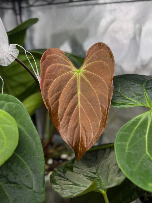 *NEW* (PapillilaminumX x (KOS x Silver Blush)) X (NSE Red Crystallinum x carlablackiae)- gekeimter Samen