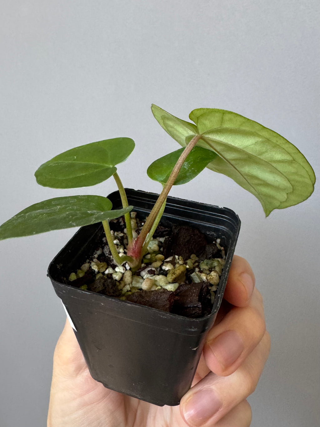 Forgetii Hybrid x  (AOS x Carlablackiae)