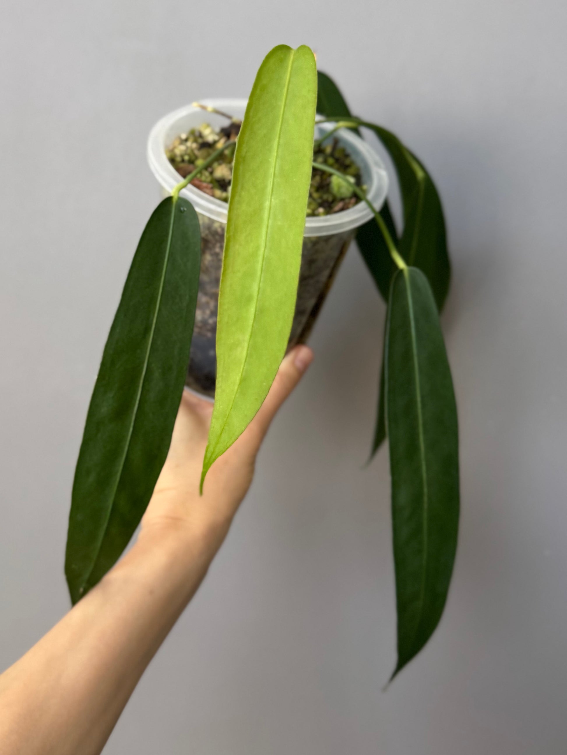 Anthurium wendlingeri