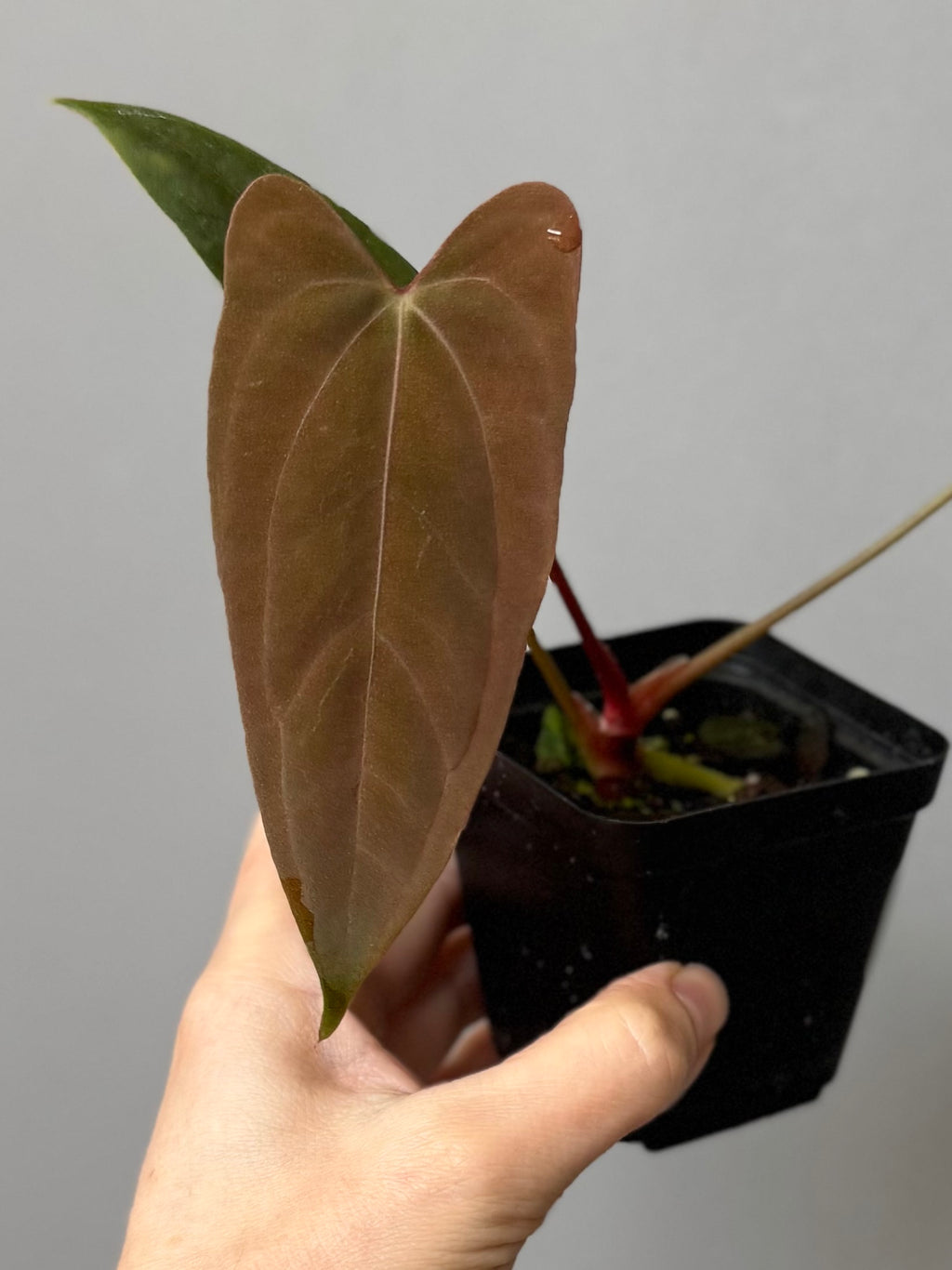 Anthurium Papillilaminum ‘Daniel’ Klon