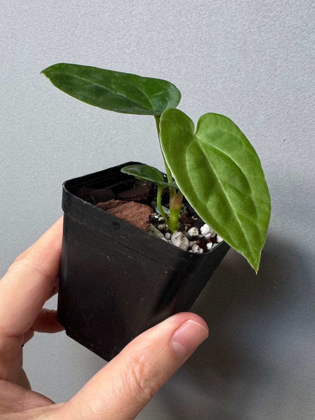 Anthurium forgetii dark form x Carlablackiae