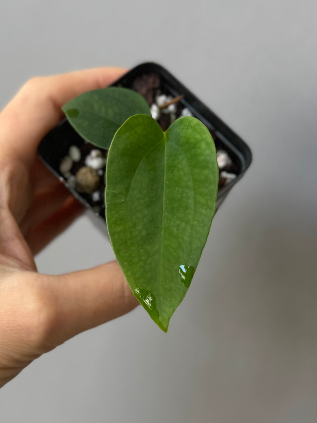 Anthurium (RLFSxCarla x RVDP) x  FSRL