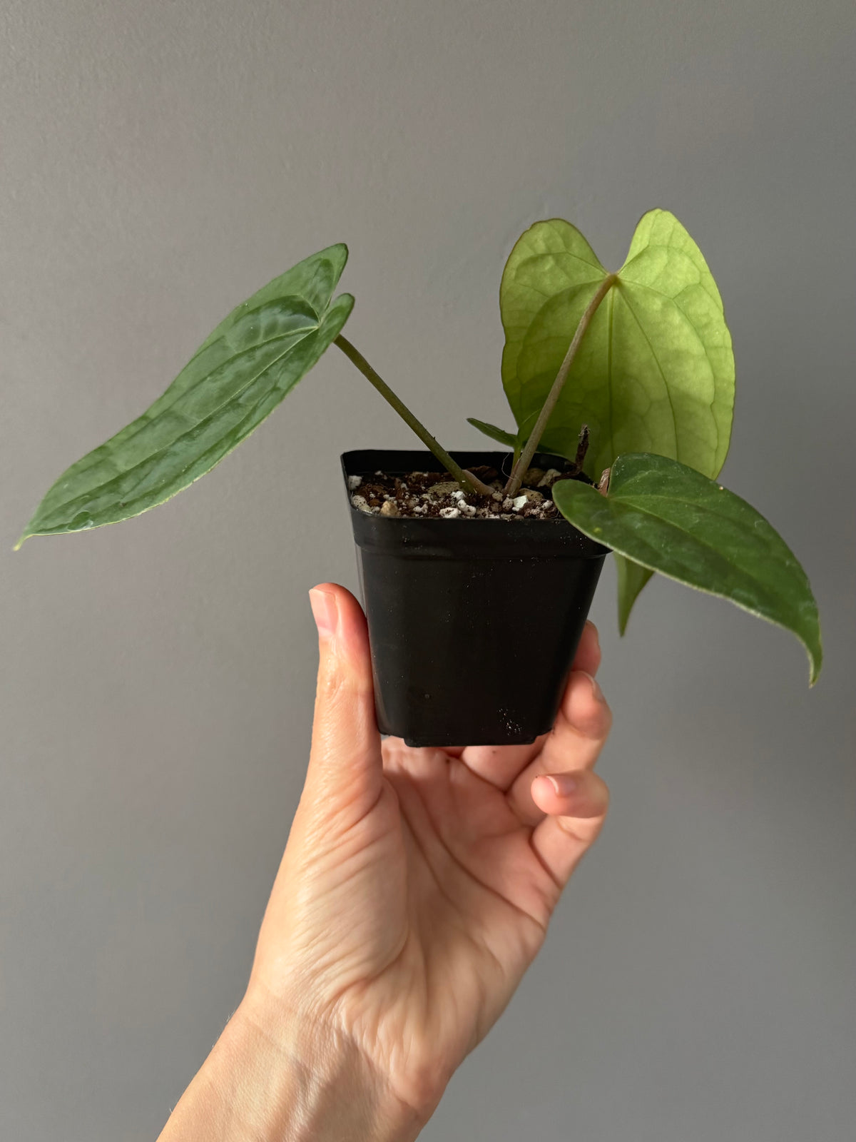 Anthurium Tezula AOS df x BVEP neon (Sarah/botanophile)