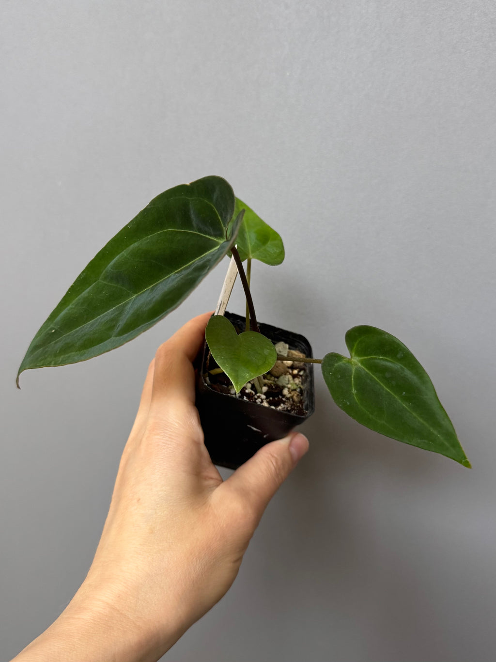 Anthurium crystallinum x papillilaminum
