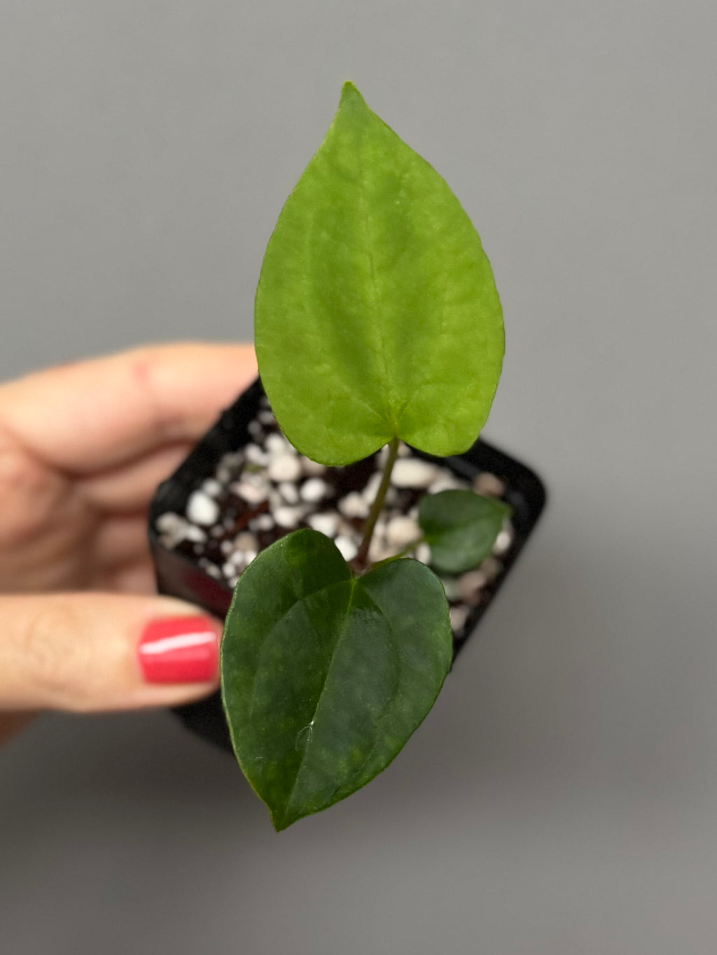 Anthurium ((BVEP x Portillae Dorito) x (Dark Phoenix x Goliath)) x (Fort Sherman x RVDP)