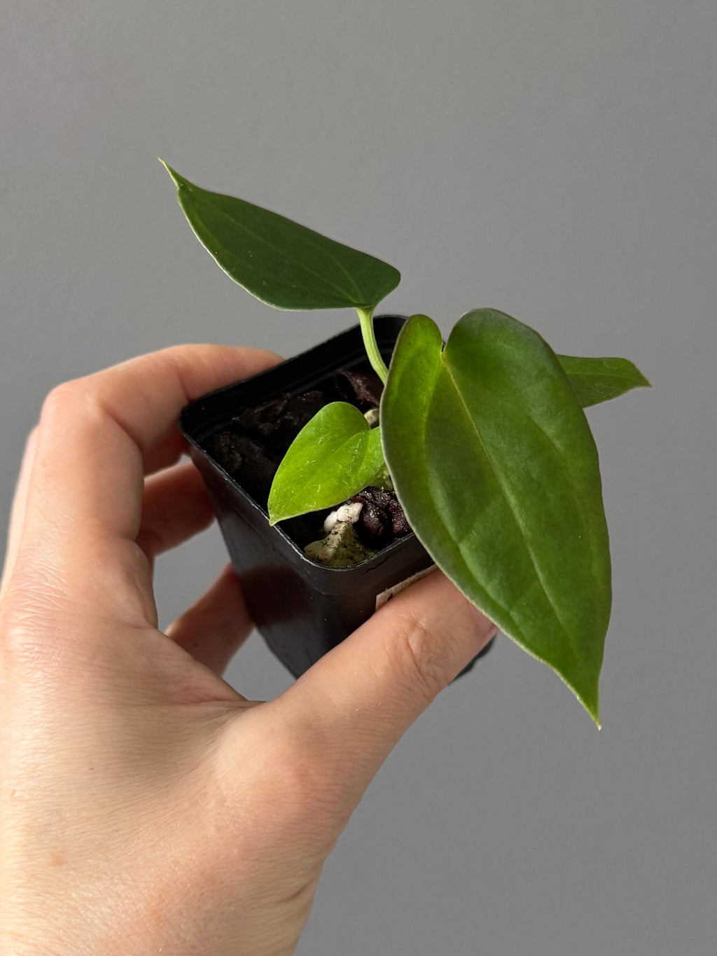 Anthurium BVEP x (Red Crystallinum x BVEP)