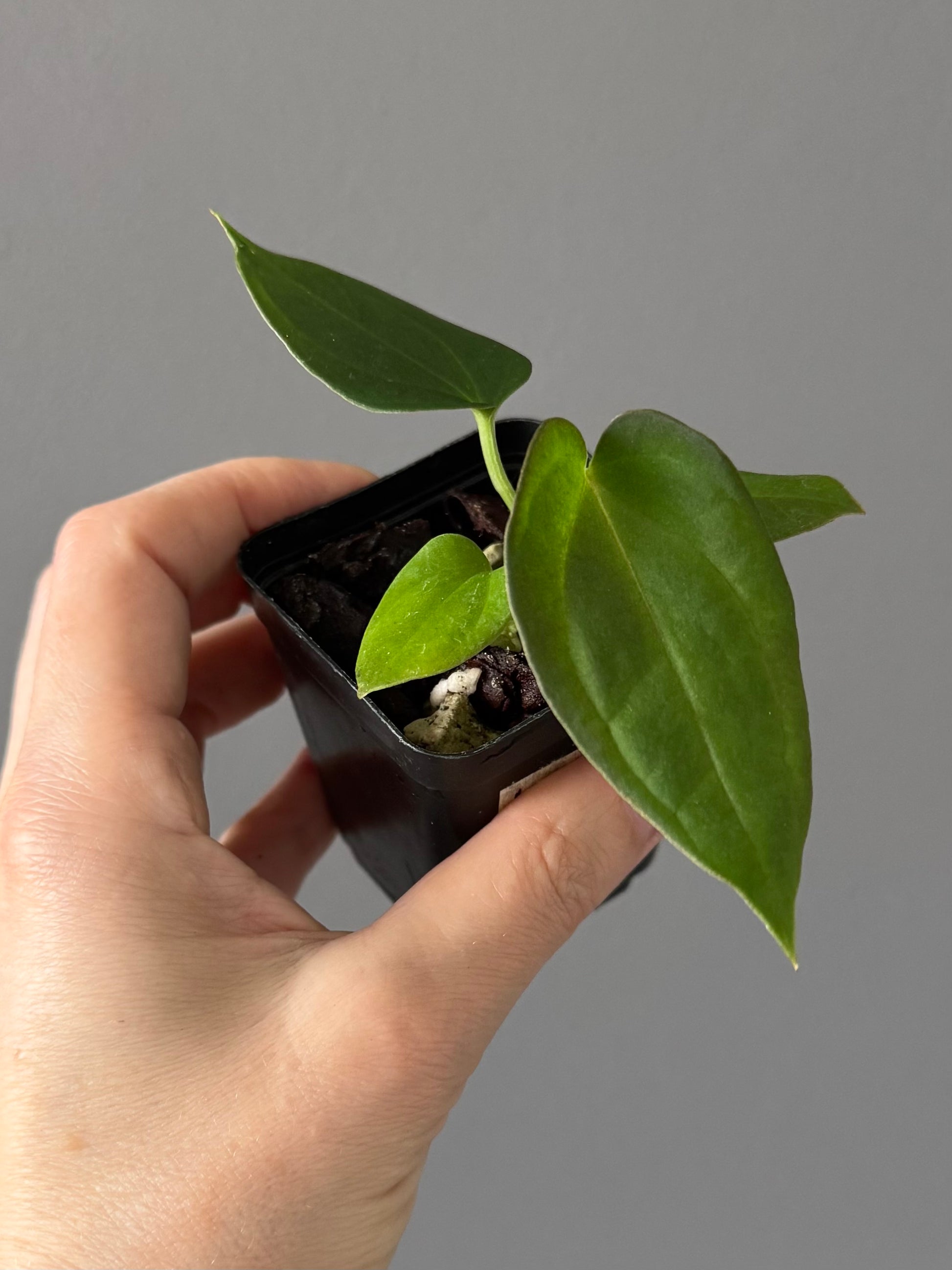 Anthurium BVEP x (Red Crystallinum x BVEP)