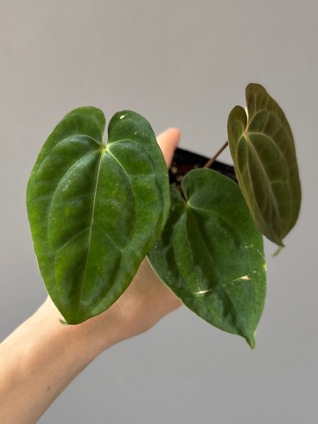 Anthurium Besseae aff. x Papillilaminum