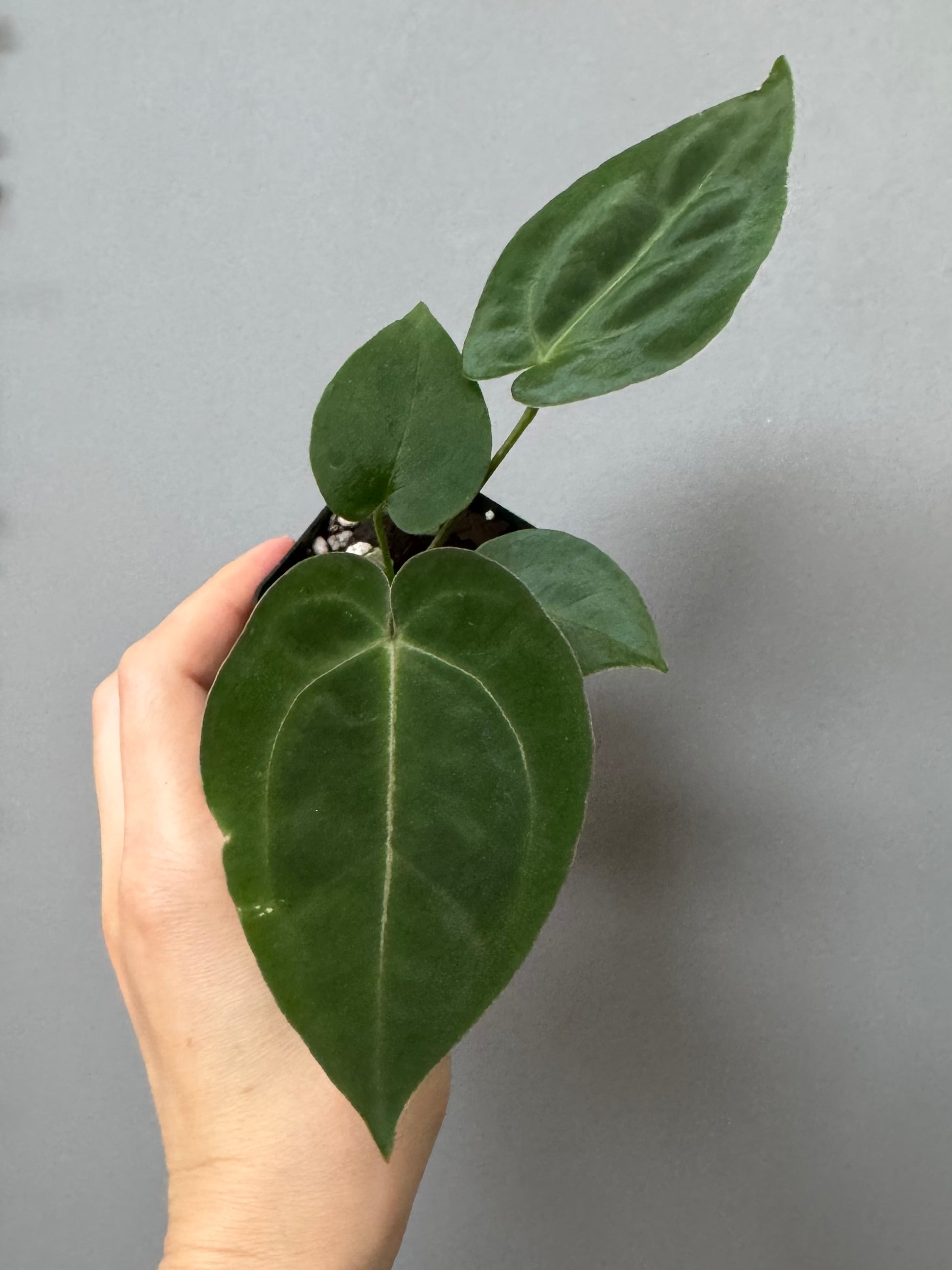 Anthurium (AOS x forgetii) x (NSE Red Crystallinum x Carlablackiae)