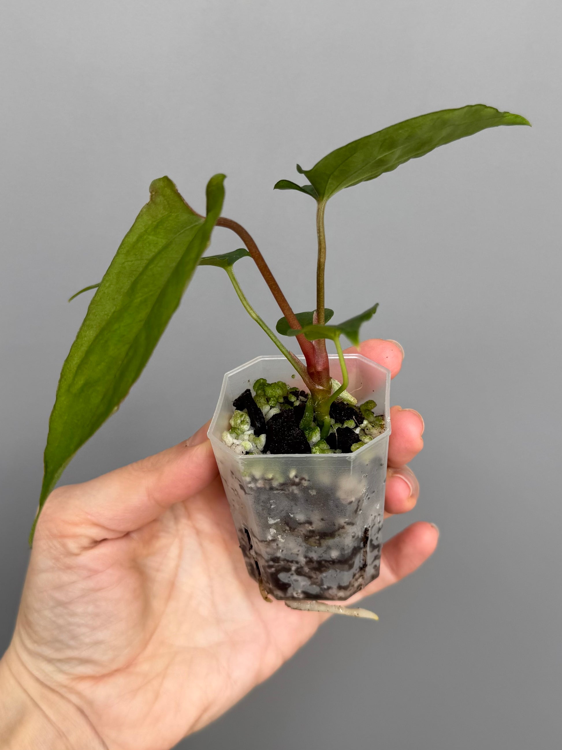 Anthurium papillilaminum Ralph Lynam xself (Dwane/nodeboi)