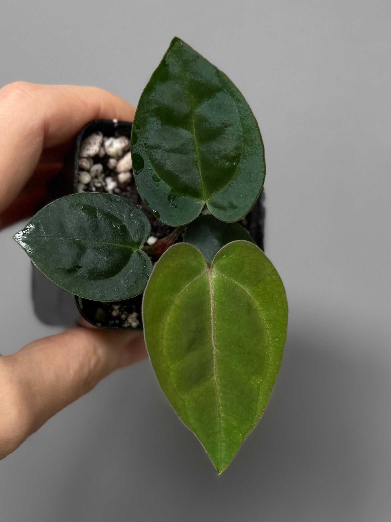 Anthurium Michelle x (AOS x Carlablackiae)
