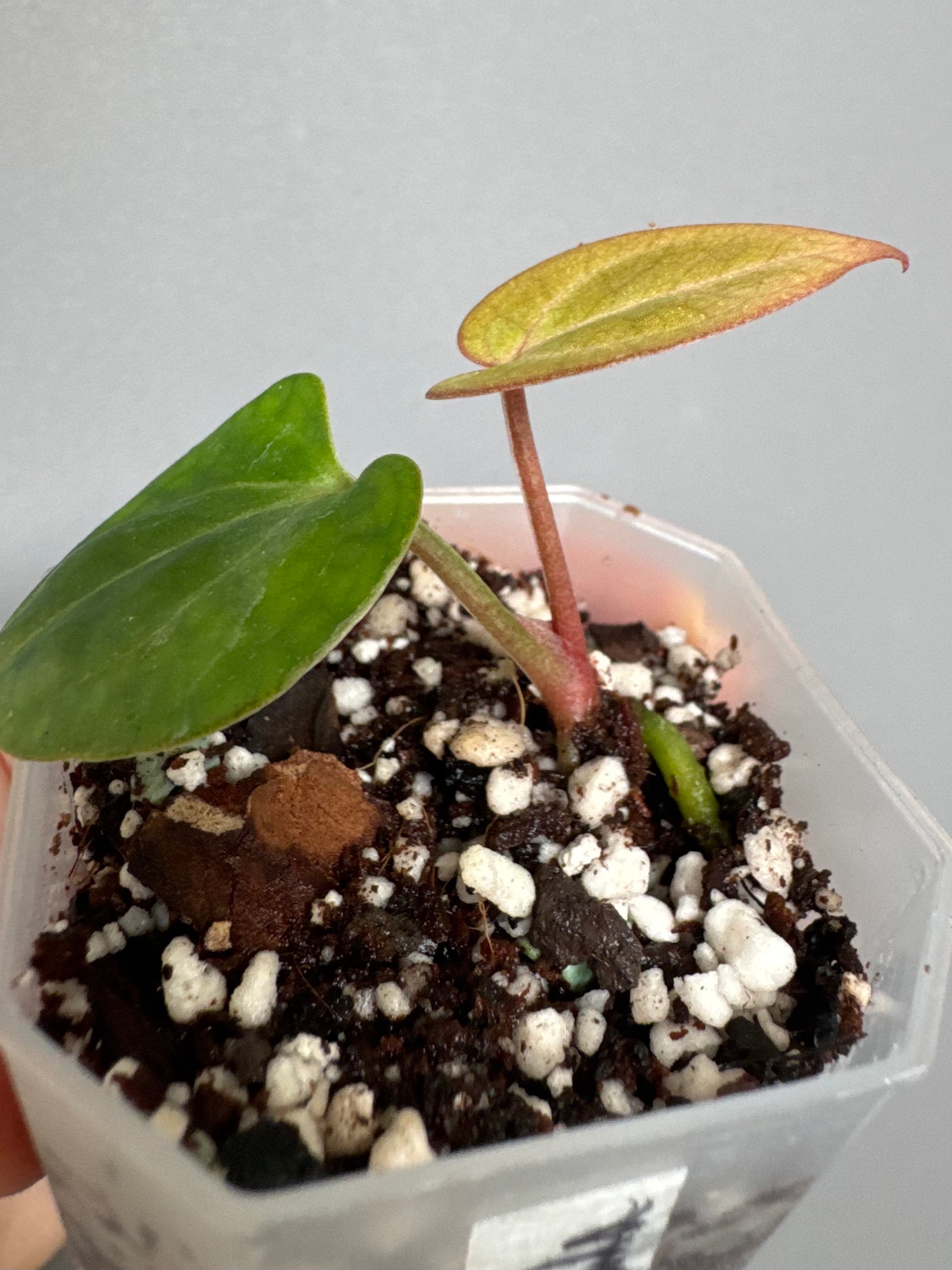 Anthurium (Brielle x Red Crystallinum) x NSE Carlablackiae