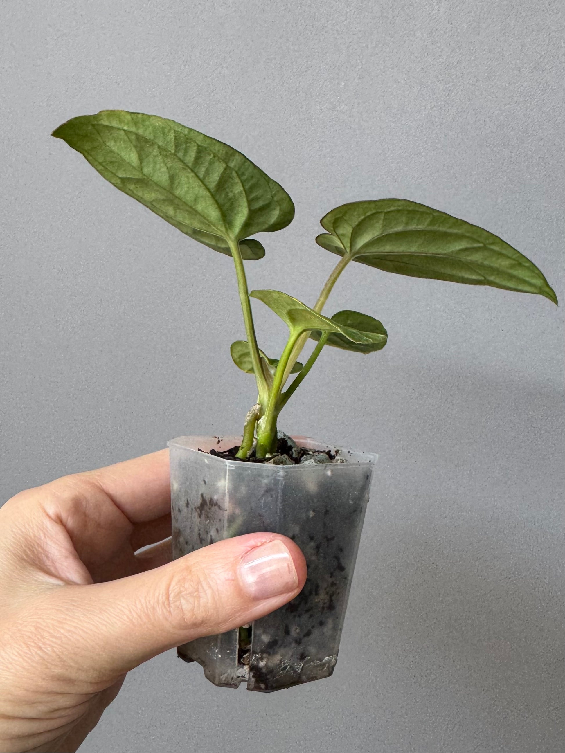 Anthurium Dressleri (F2 dark x black select) x F1B (Grant)