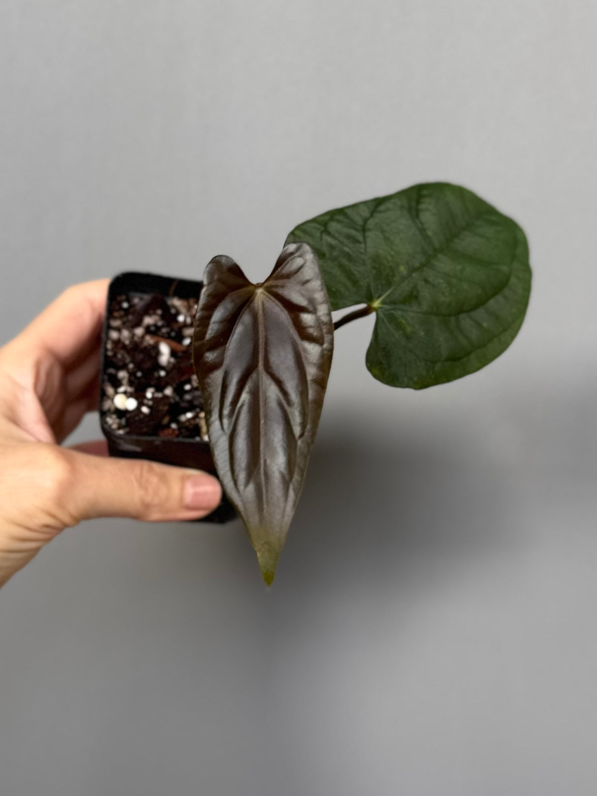 Anthurium Papillilaminum ‘Daniel’ clone