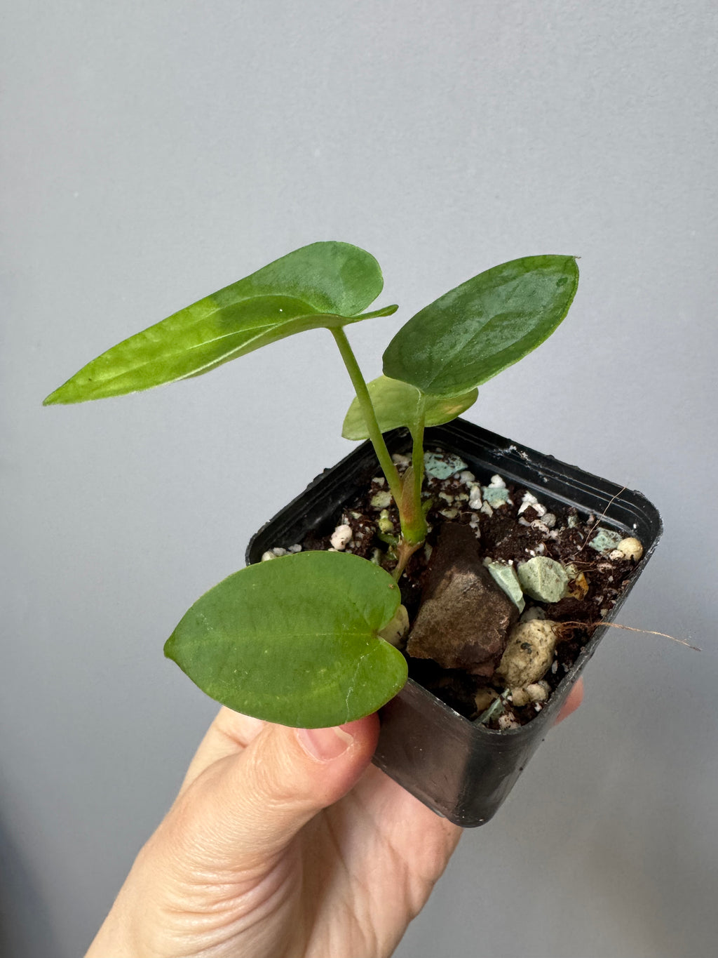 Anthurium AOS x forgetii dark