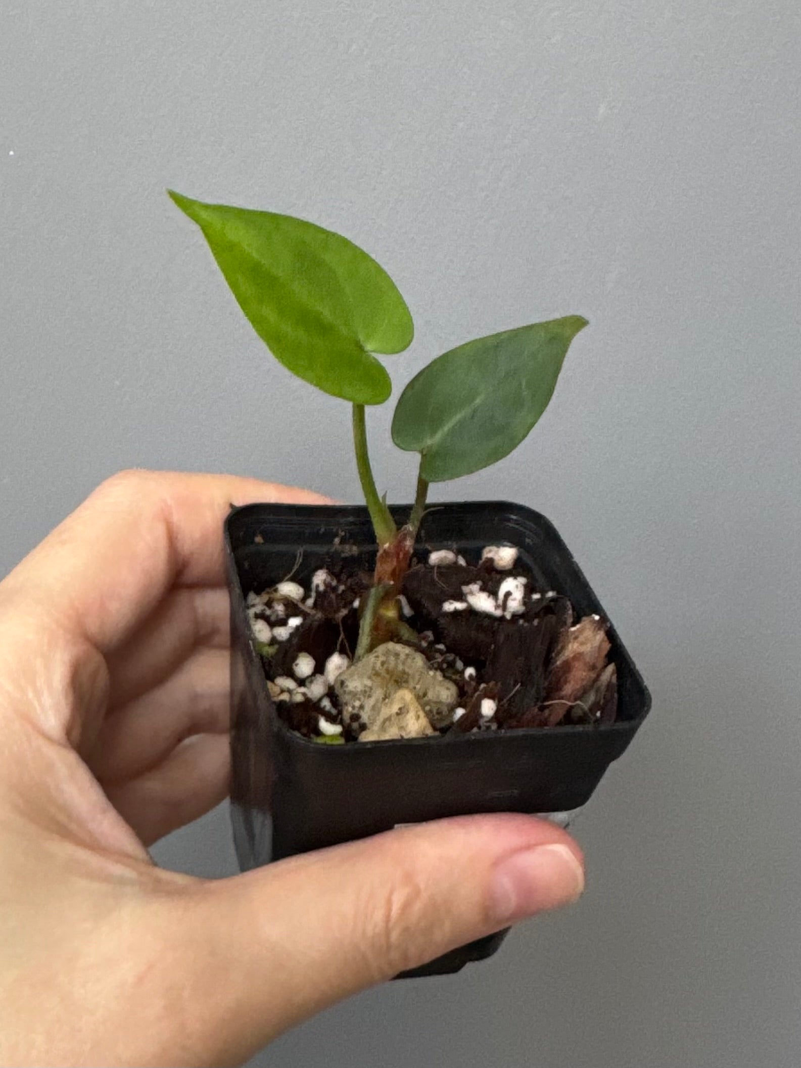 Anthurium SKG Silver x Carlablackiae Wu2 (by miss_aracea)