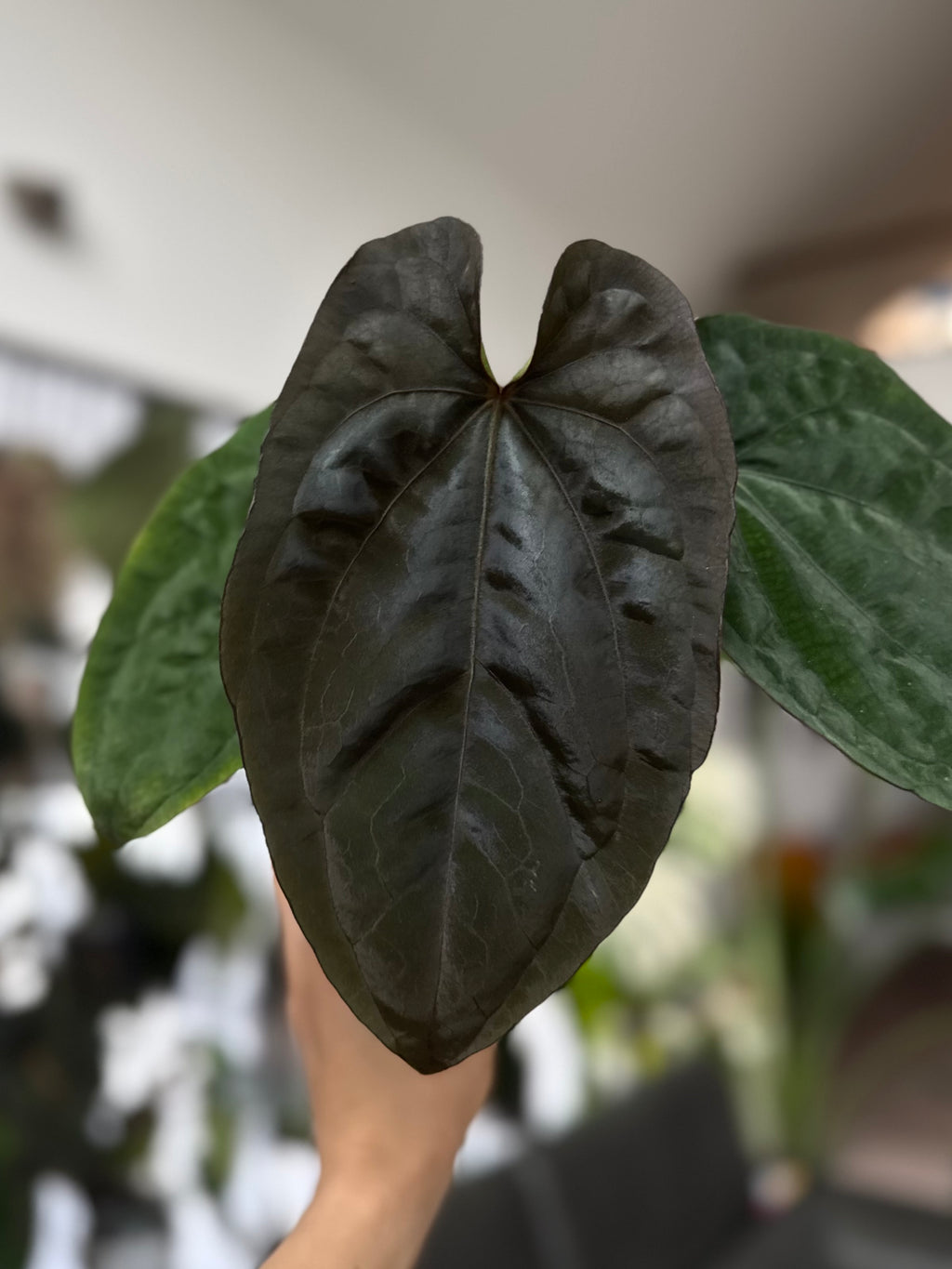 Anthurium Dressleri RG F2 x black (Grant)