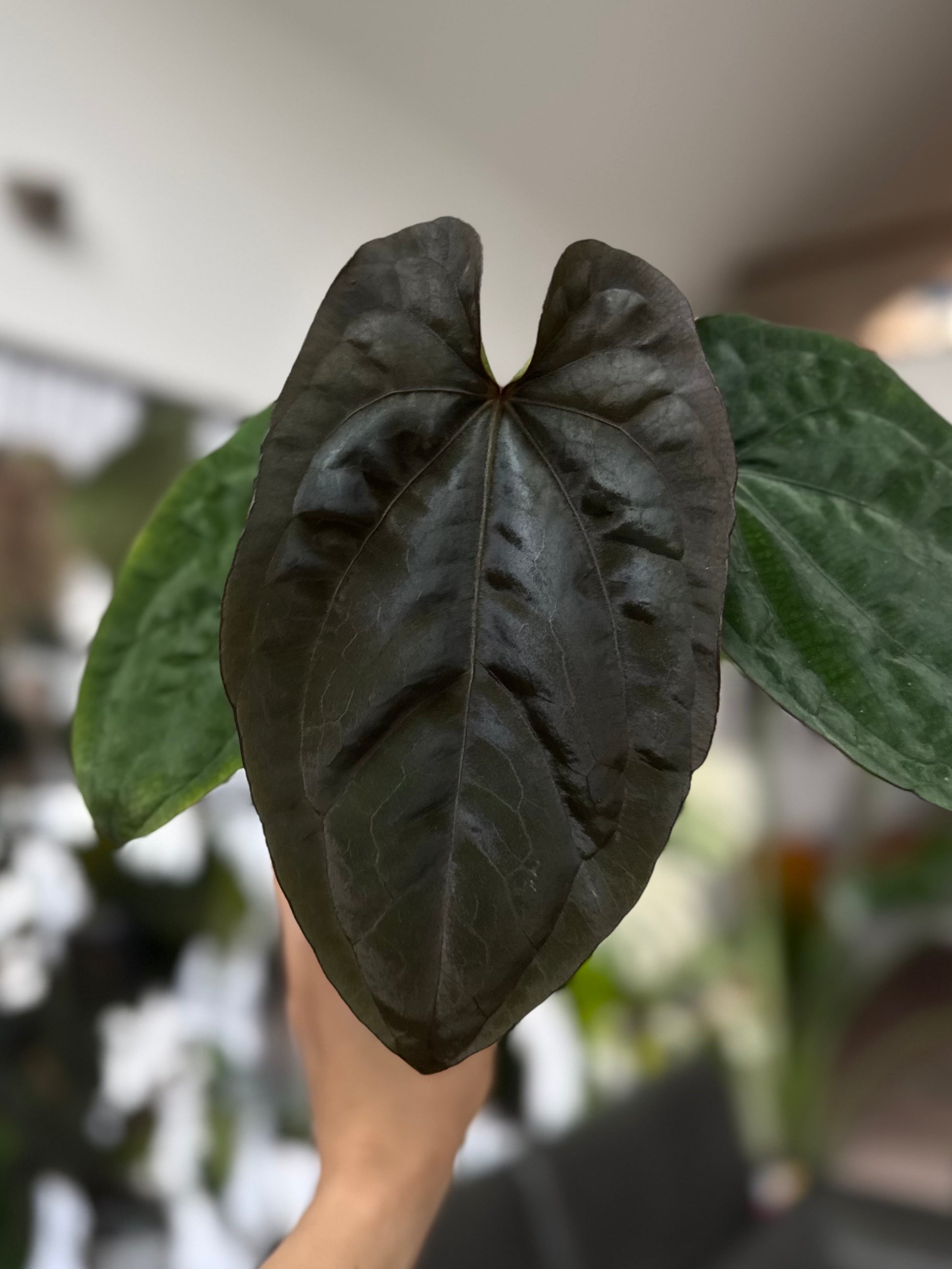 Anthurium Dressleri RG F2 x black (Grant)
