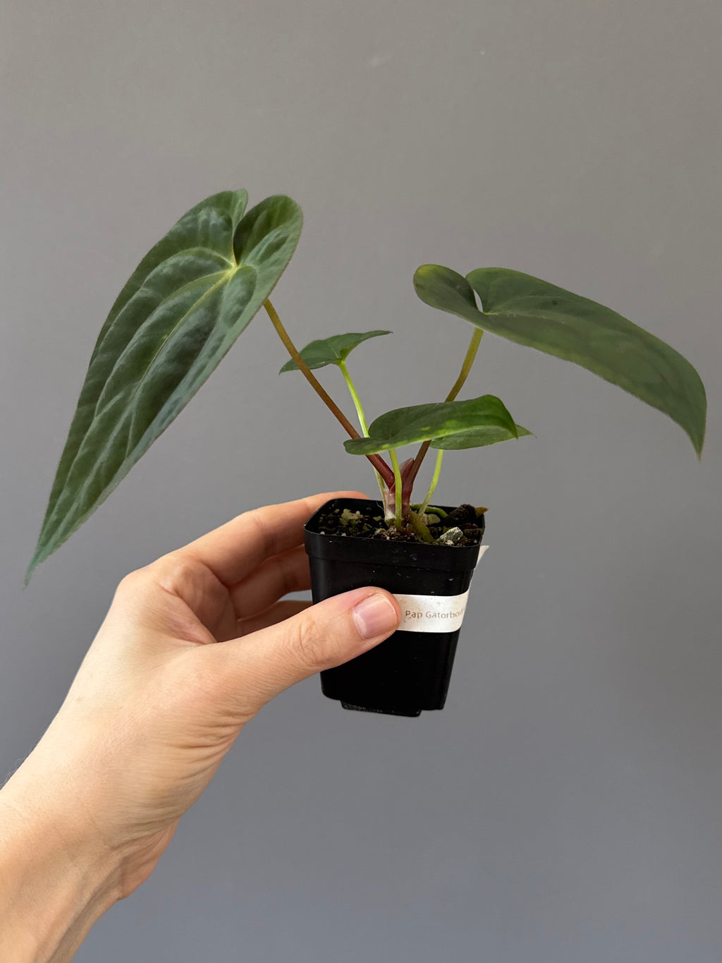 Anthurium Papillilaminum ‚Gatorbod‘ x (RGdressCarla x BVEP) (by variegated_stringray)