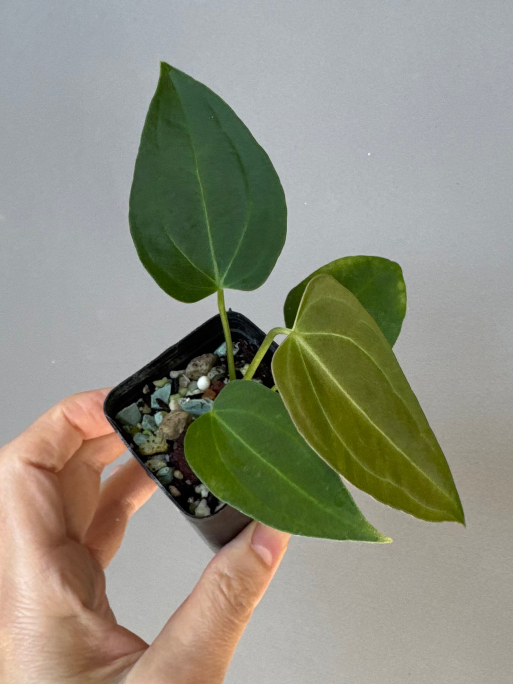 Anthurium (Queen of Hearts x besseae aff OR forgetii) x NSE CarlaX